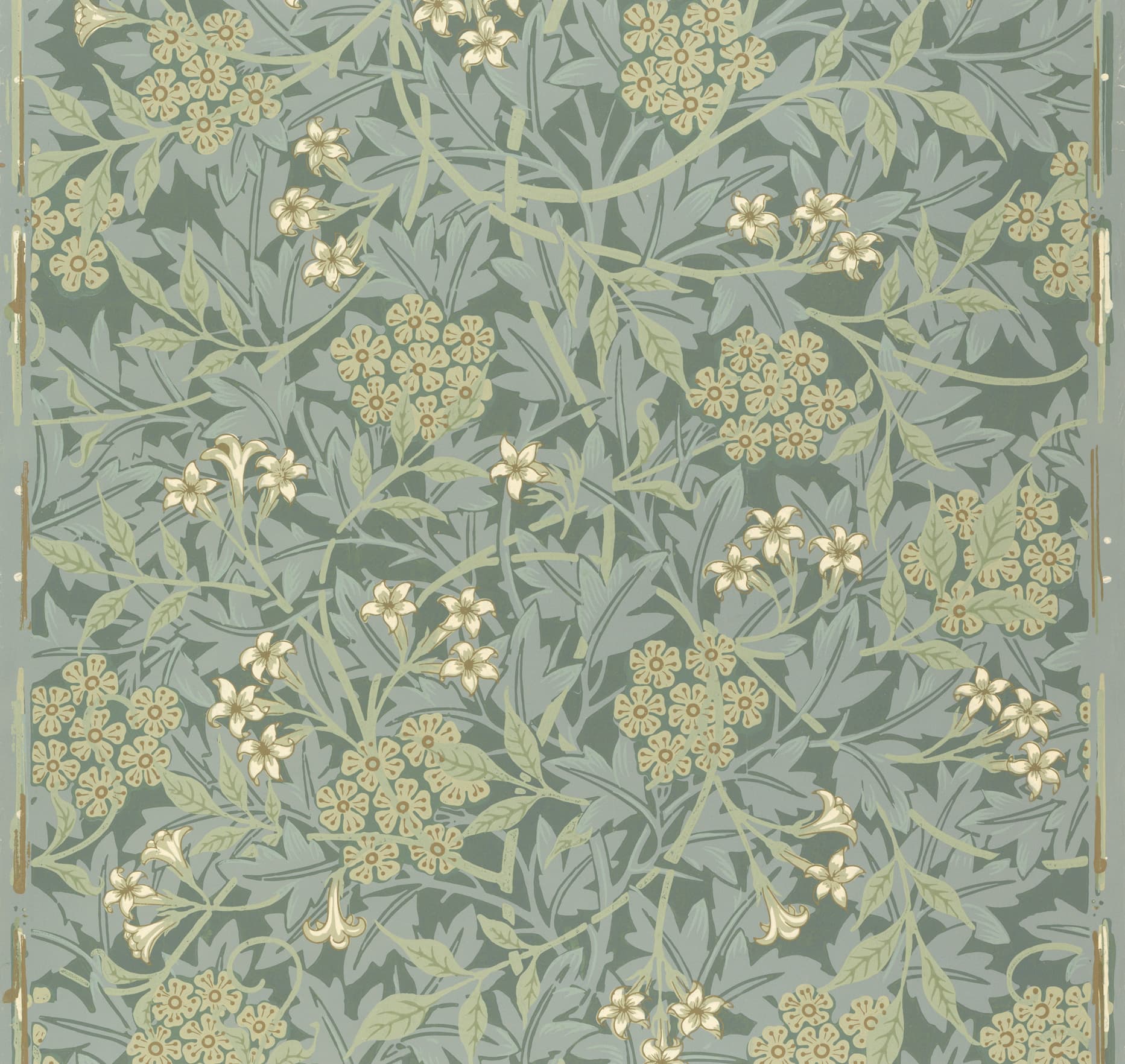 Jasmine