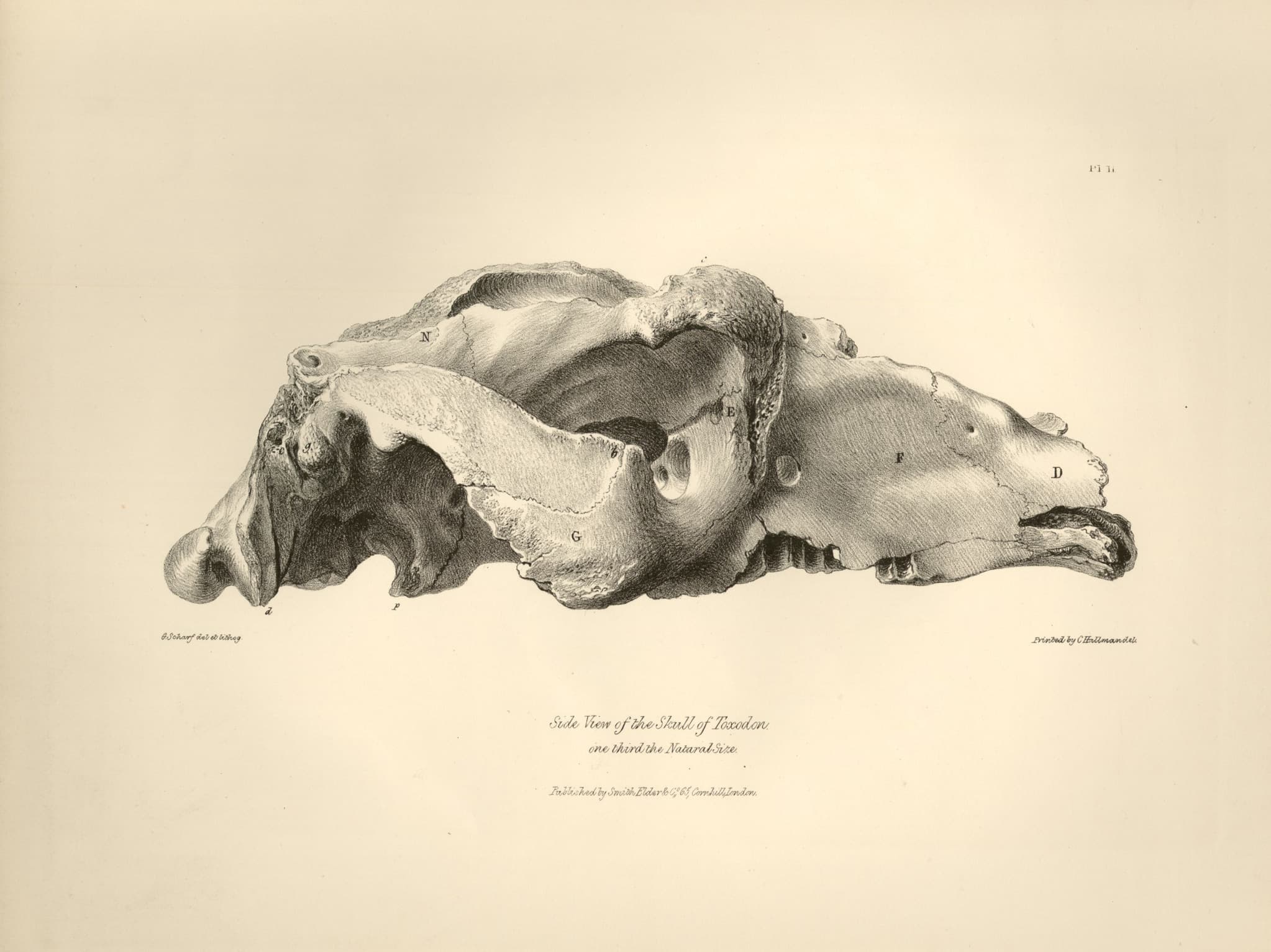 Side View of the Skull of Toxodon