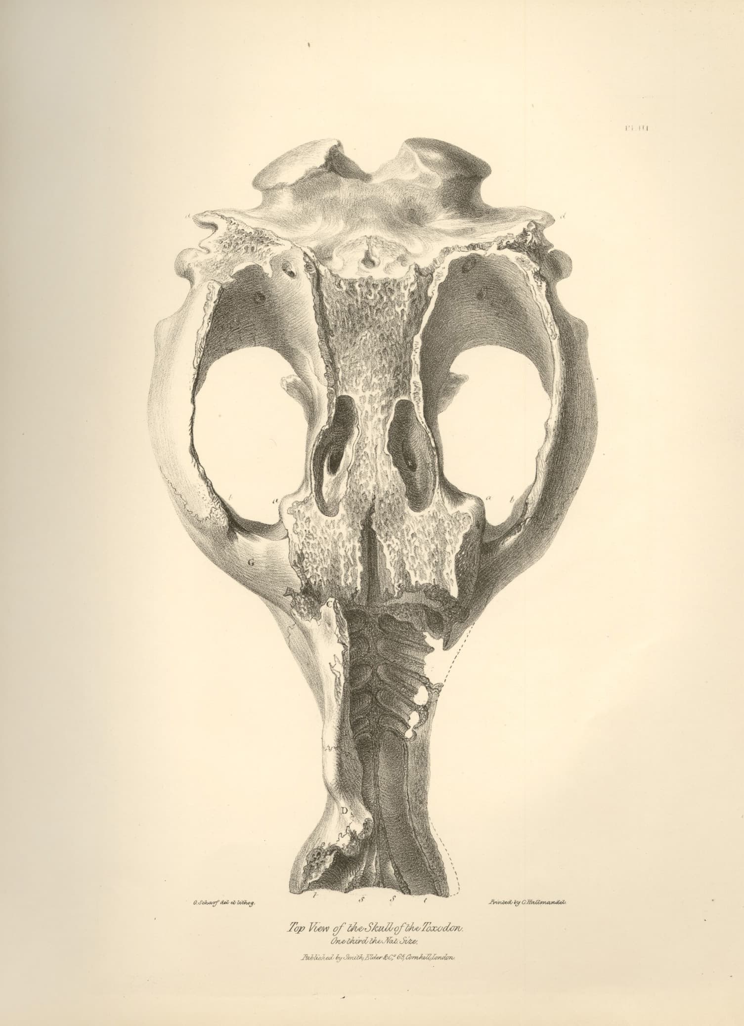 Top View of the Skull of Toxodon