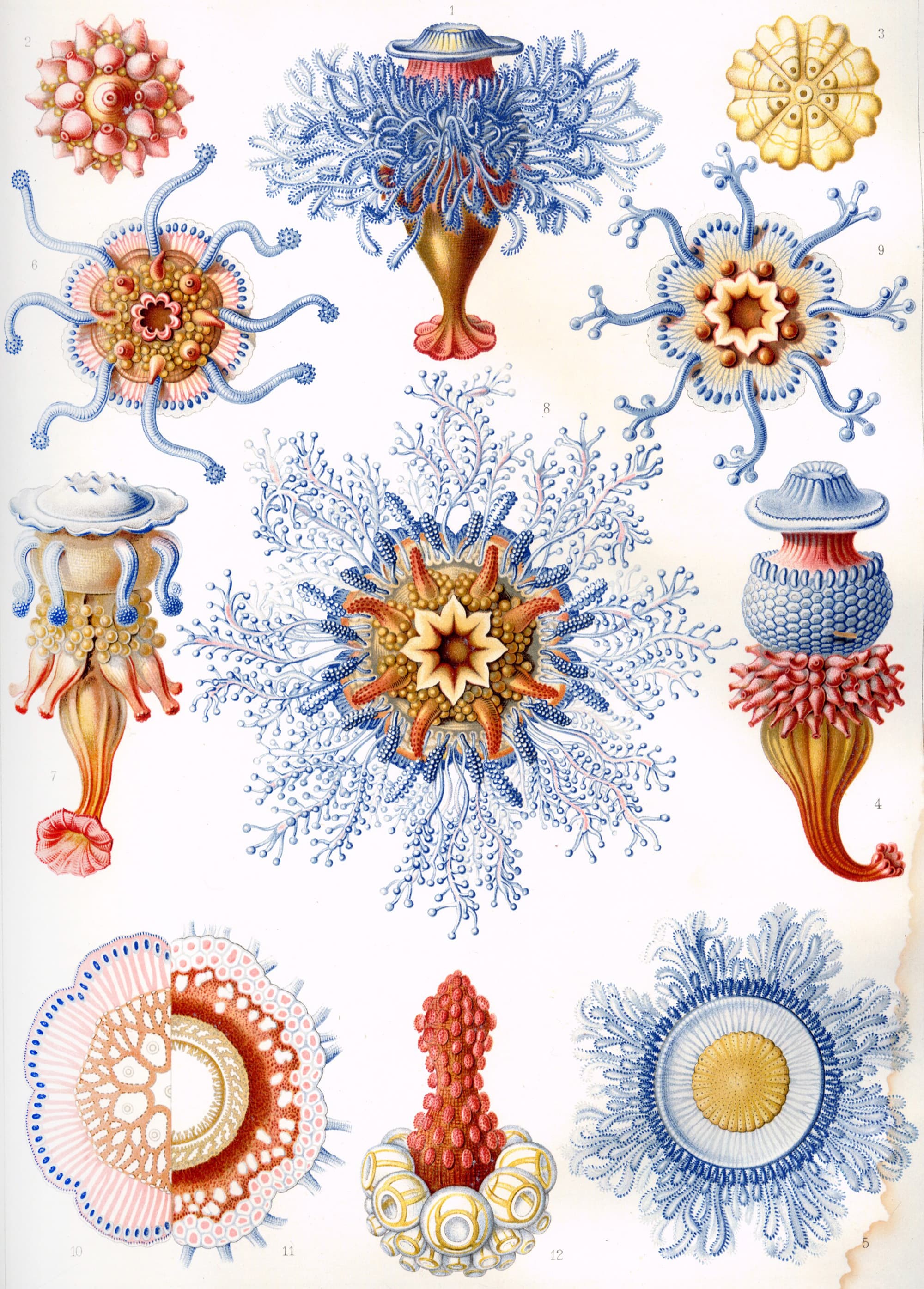 Art Forms in Nature, Plate 17: Siphonophorae