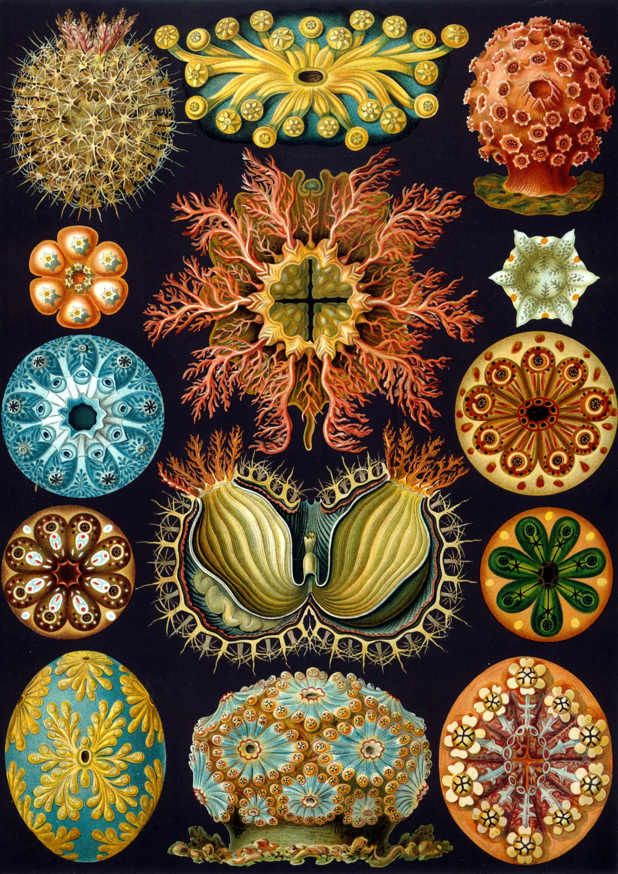Art Forms in Nature, Plate 85: Ascidiacea