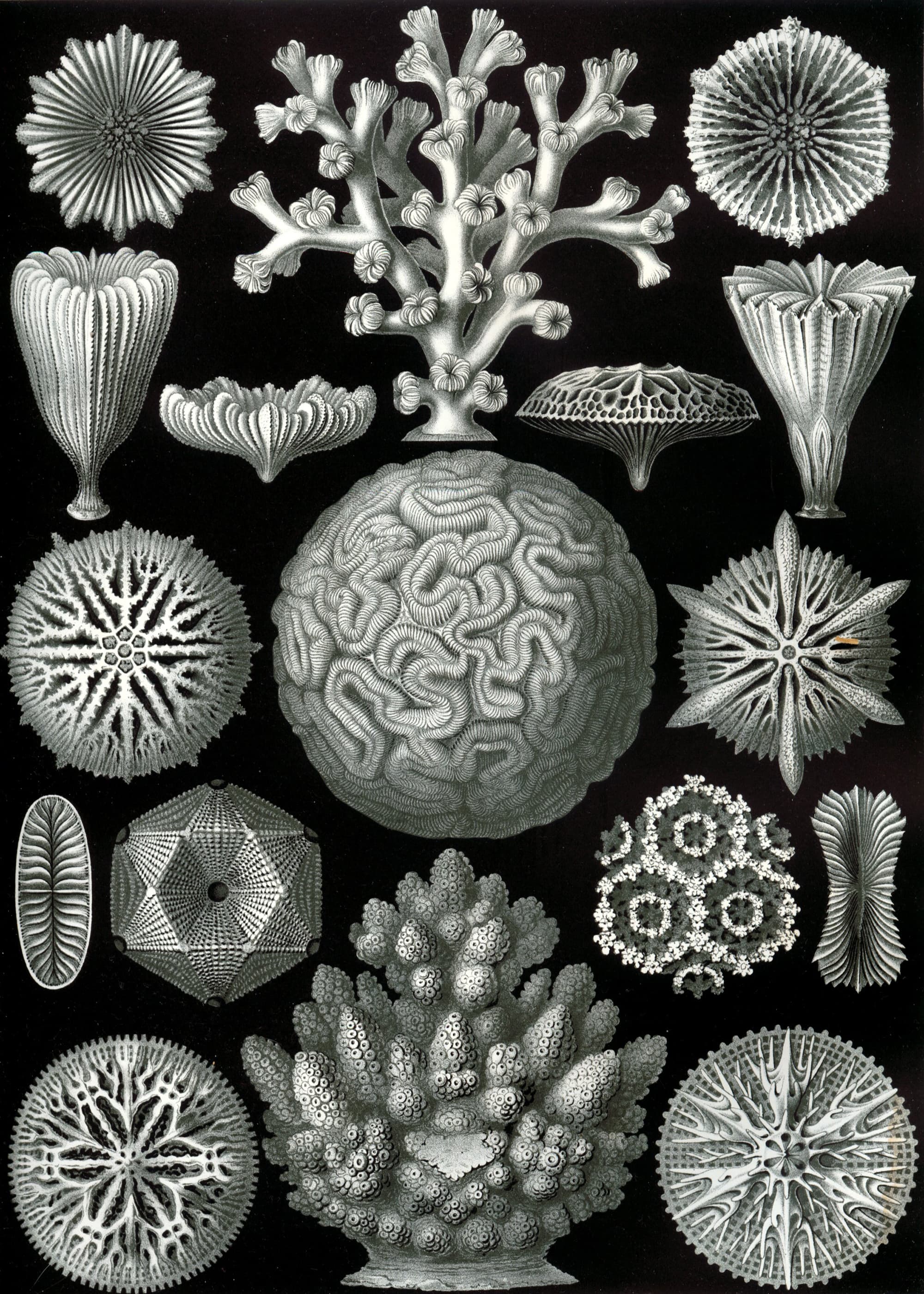 Art Forms in Nature, Plate 58: Hexacoralla
