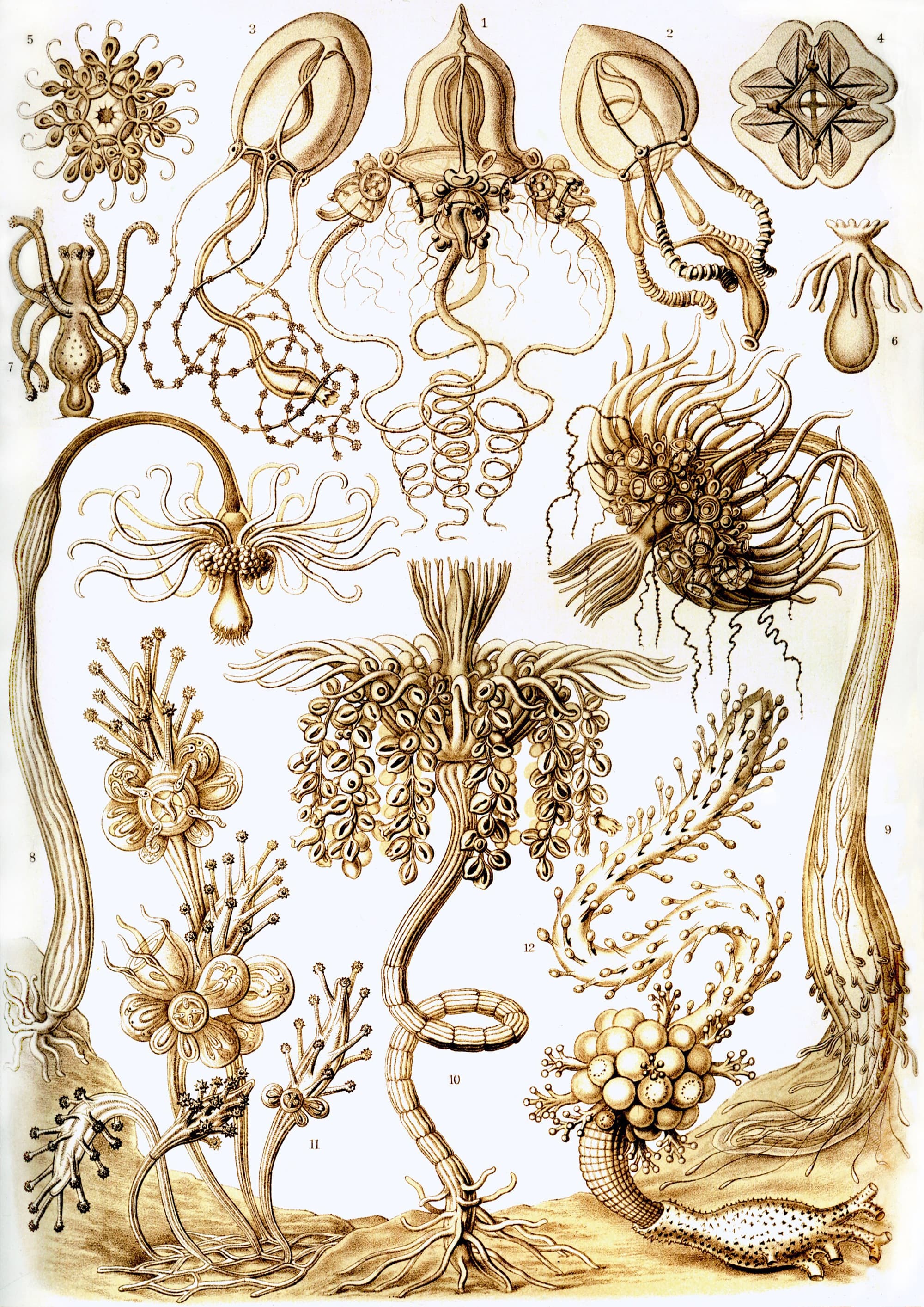 Art Forms in Nature, Plate 6: Tubulariae