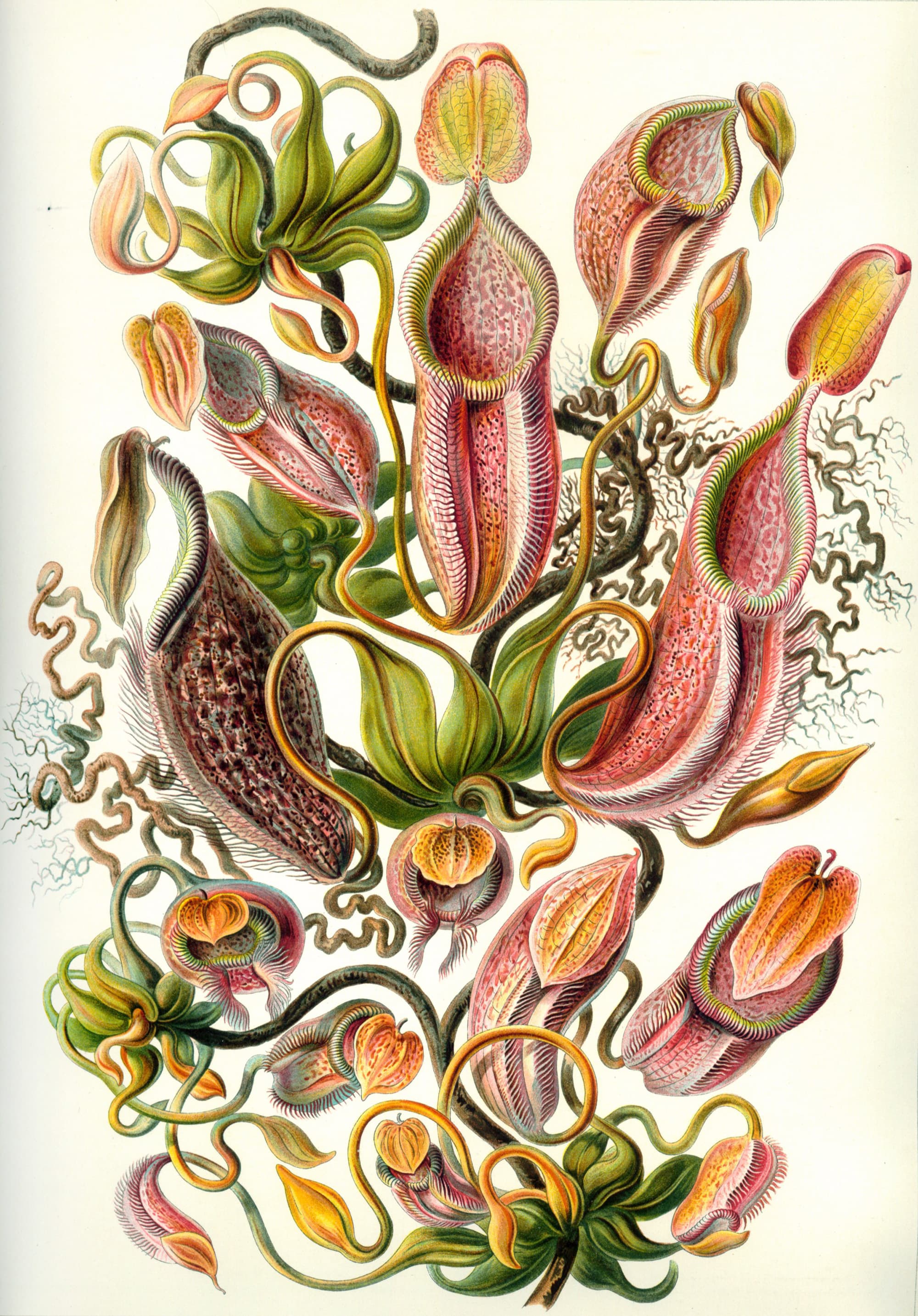 Art Forms in Nature, Plate 62: Nepenthaceae