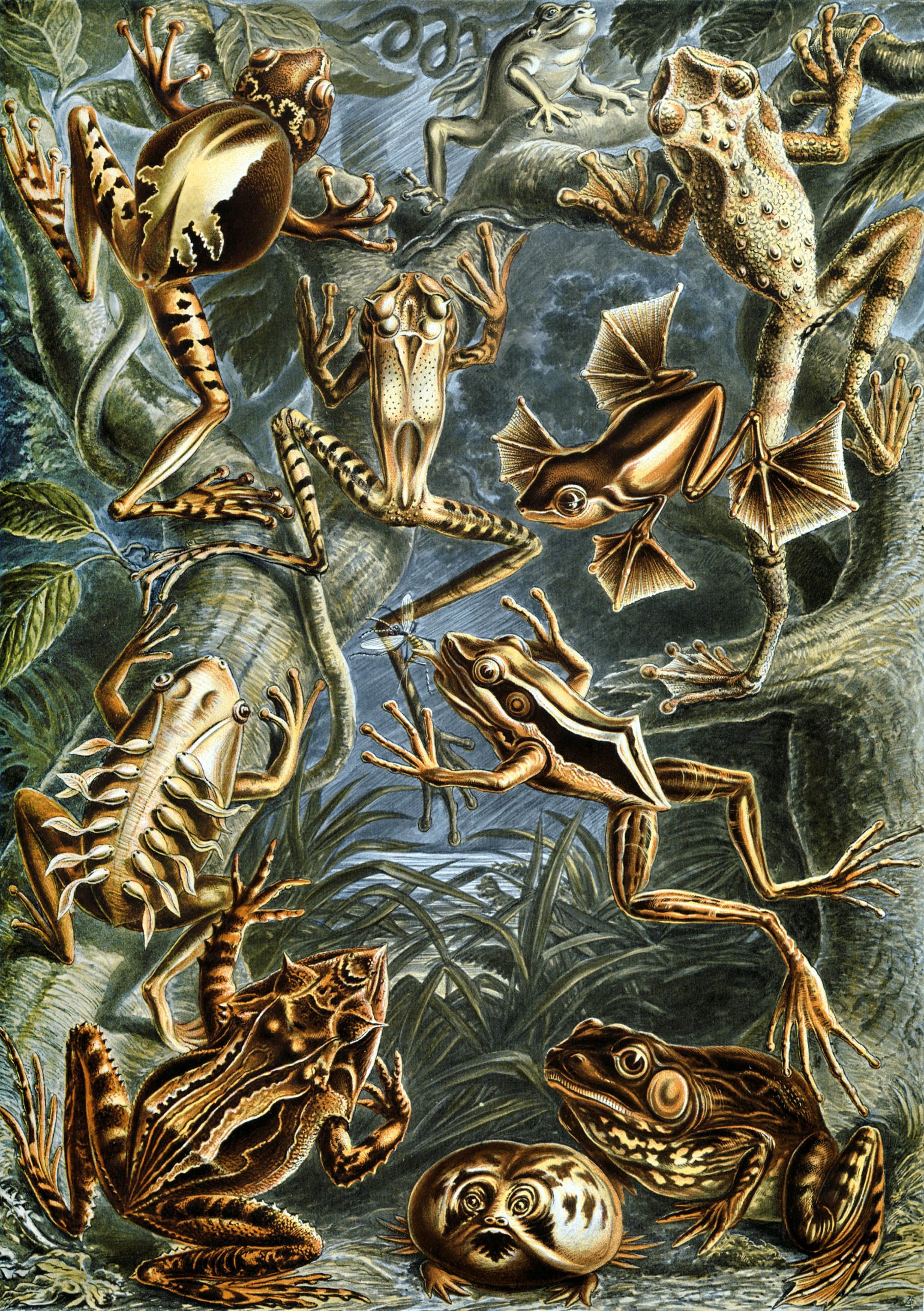 Art Forms in Nature, Plate 68: Batrachia