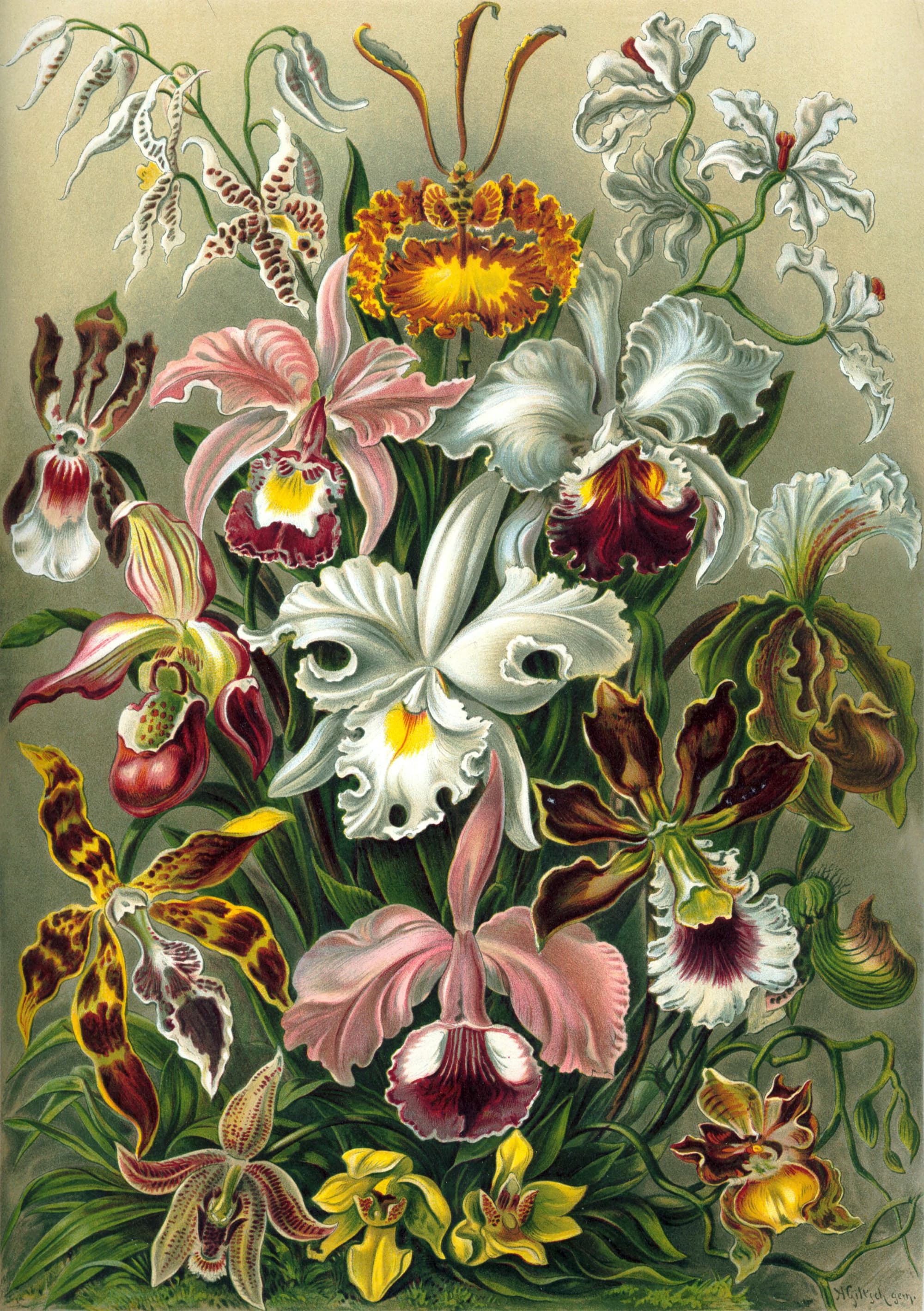 Art Forms in Nature, Plate 74: Orchidae