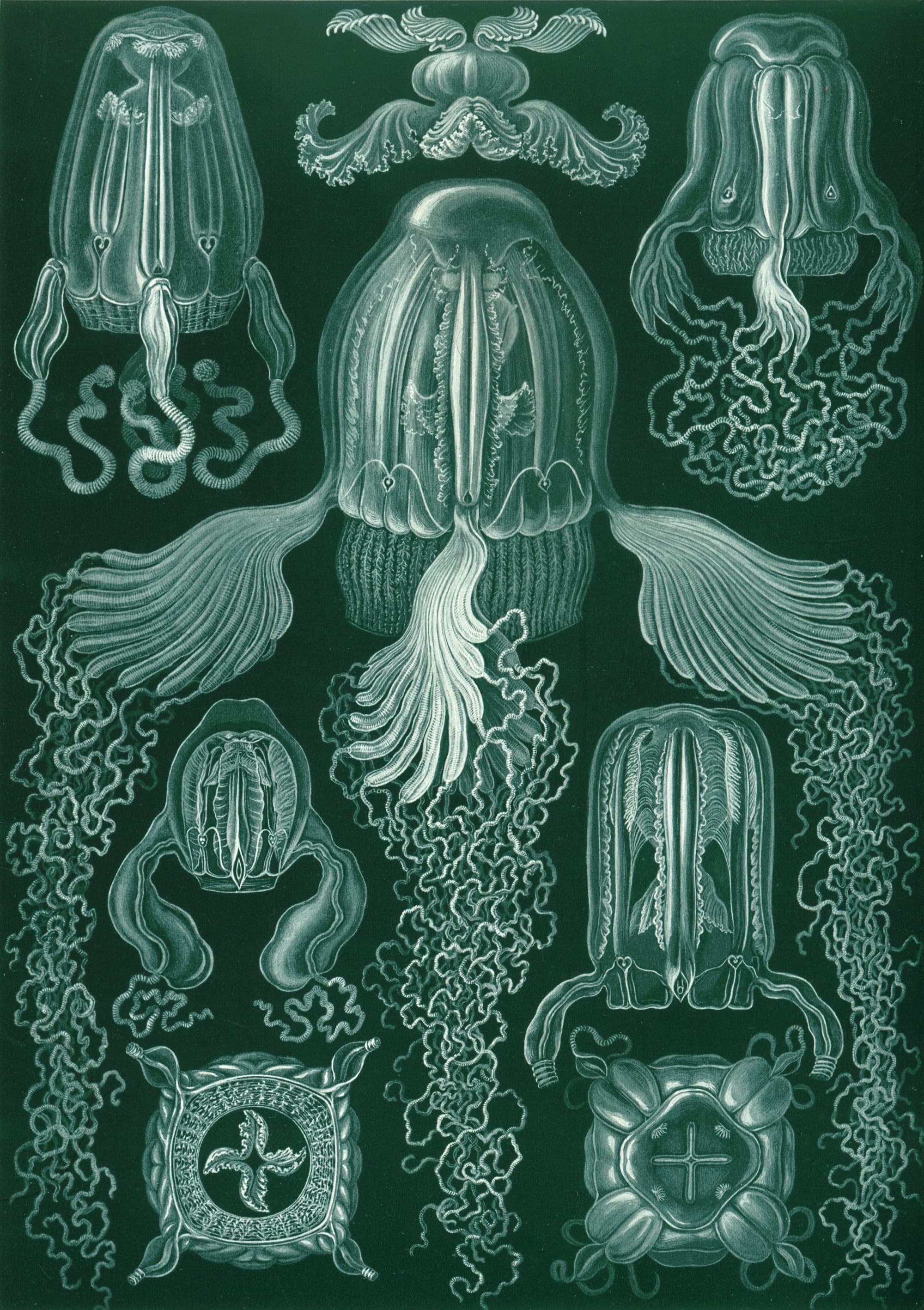 Art Forms in Nature, Plate 78: Cubomedusae