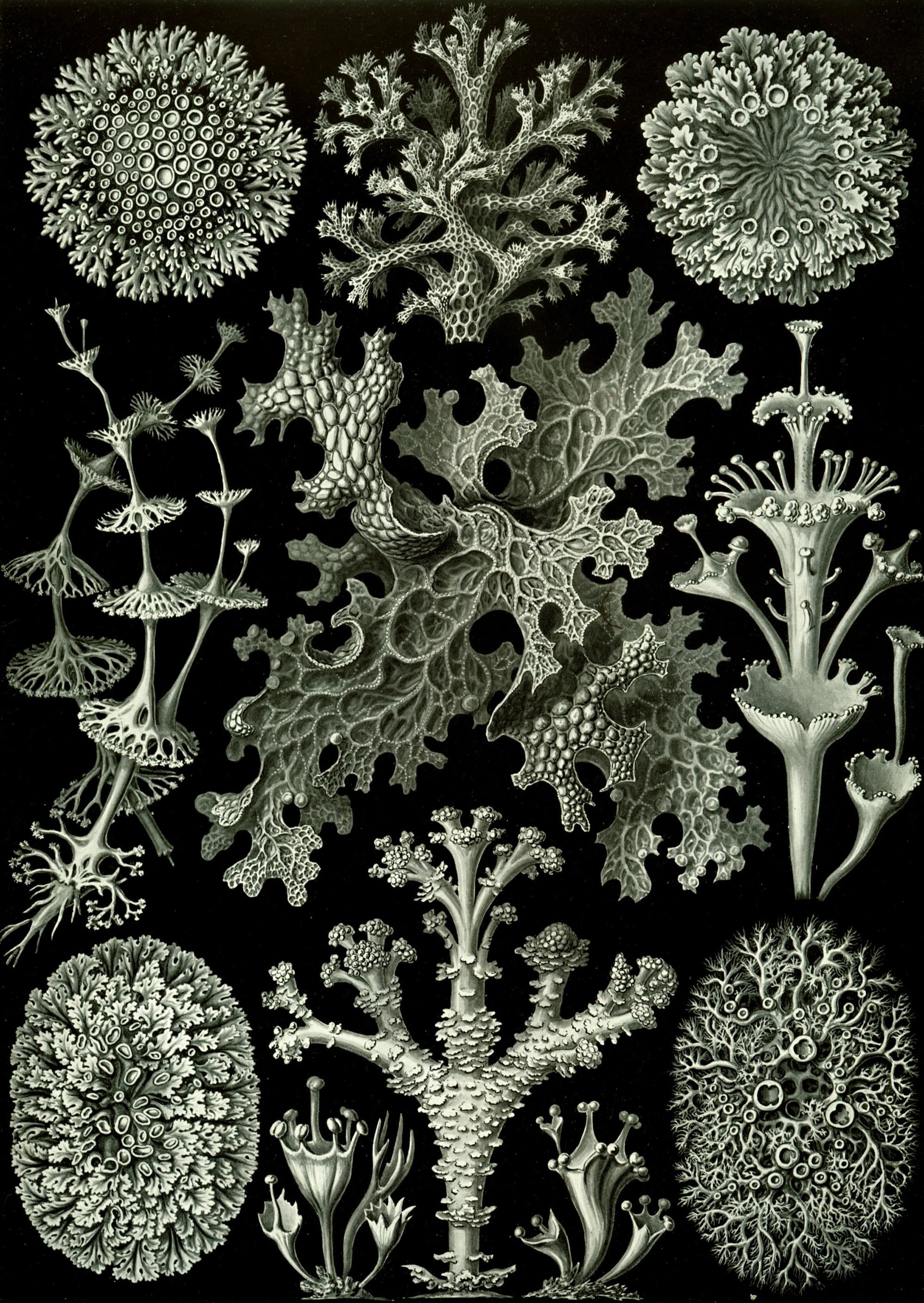 Art Forms in Nature, Plate 83: Lichenes