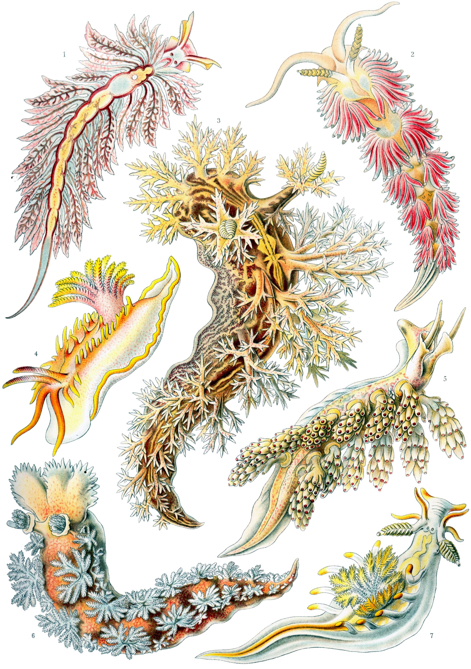 Art Forms in Nature, Plate 43: Nudibranchia