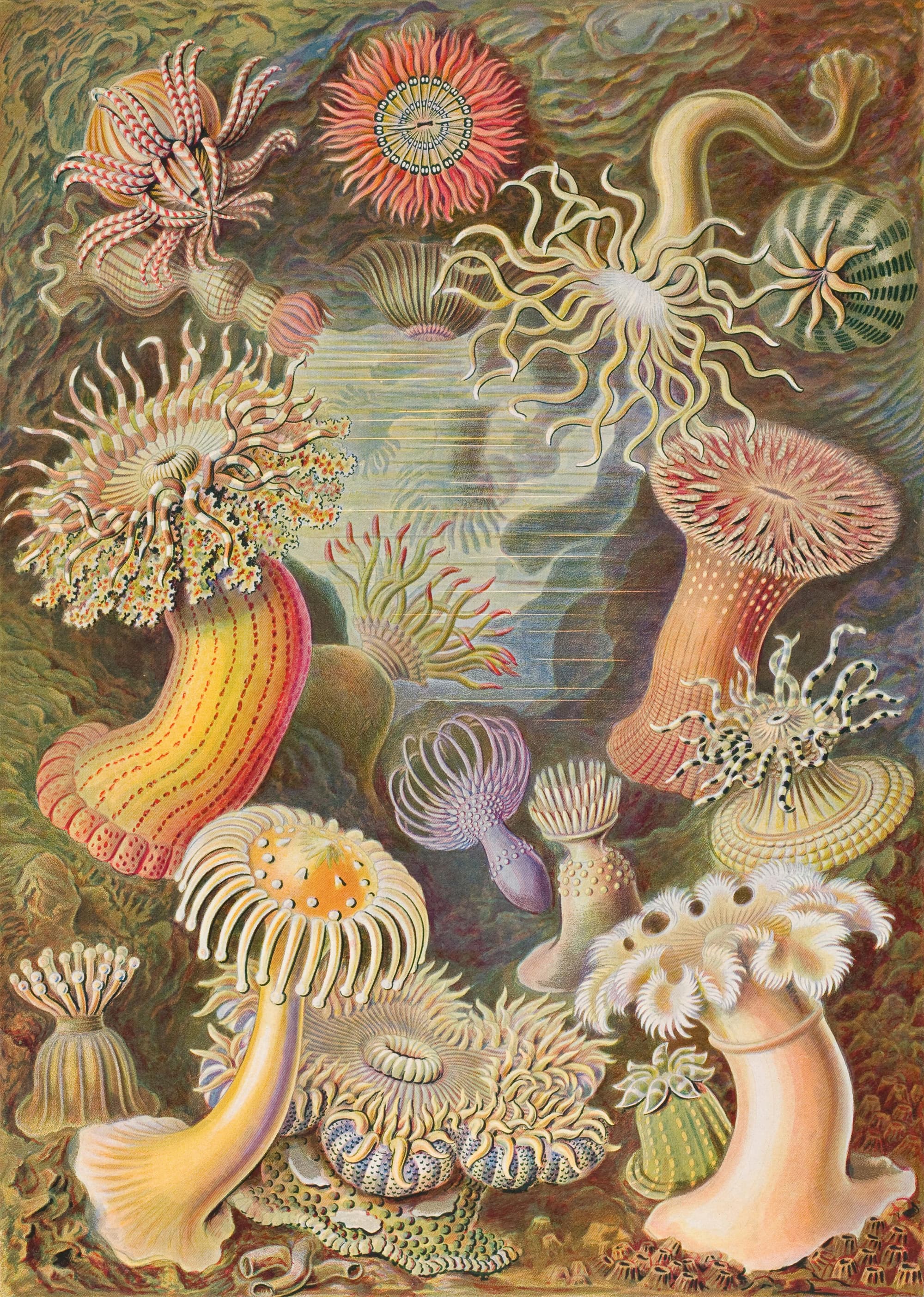 Art Forms in Nature, Plate 49: Actiniae