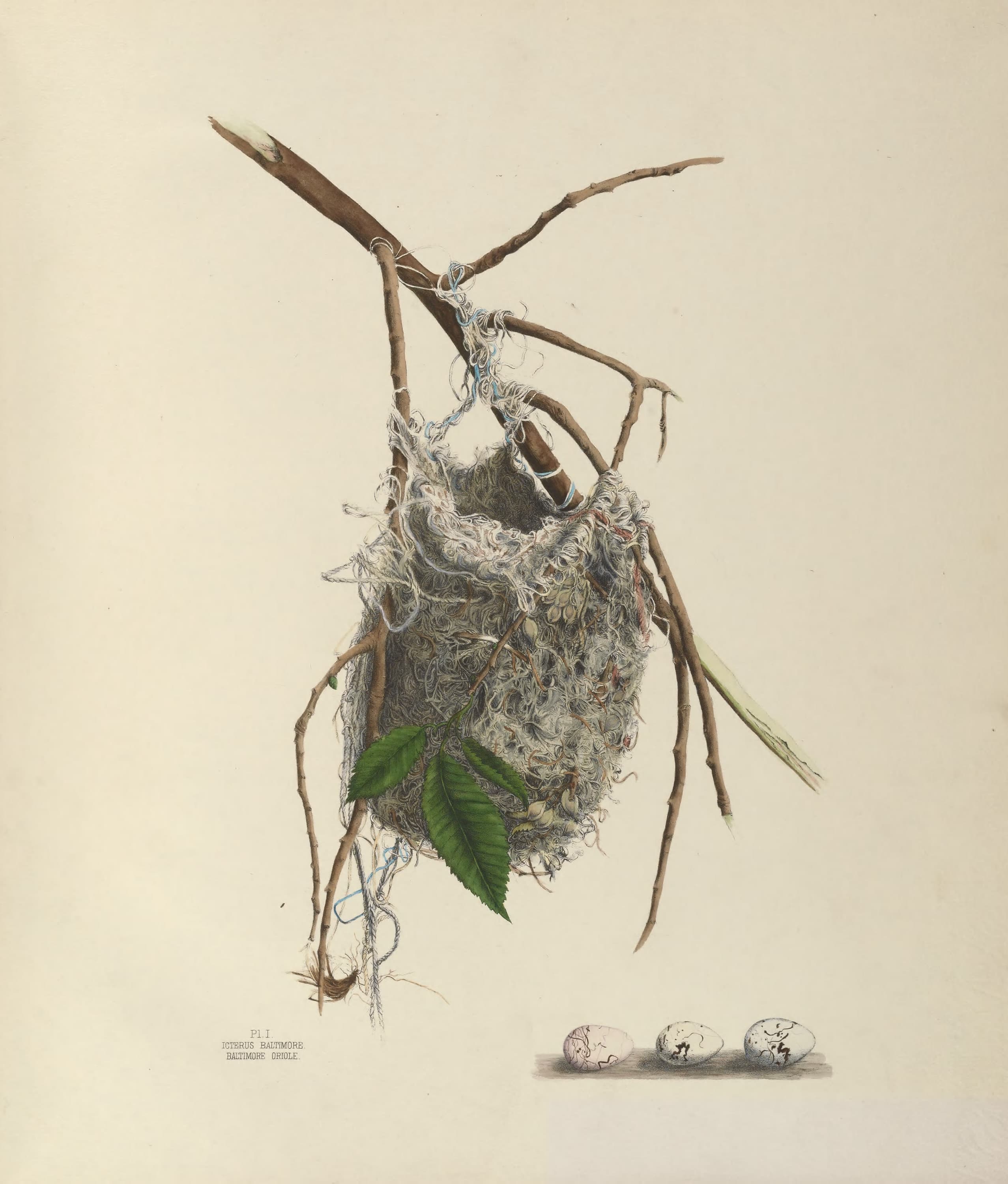 Plate 1. Baltimore Oriole
