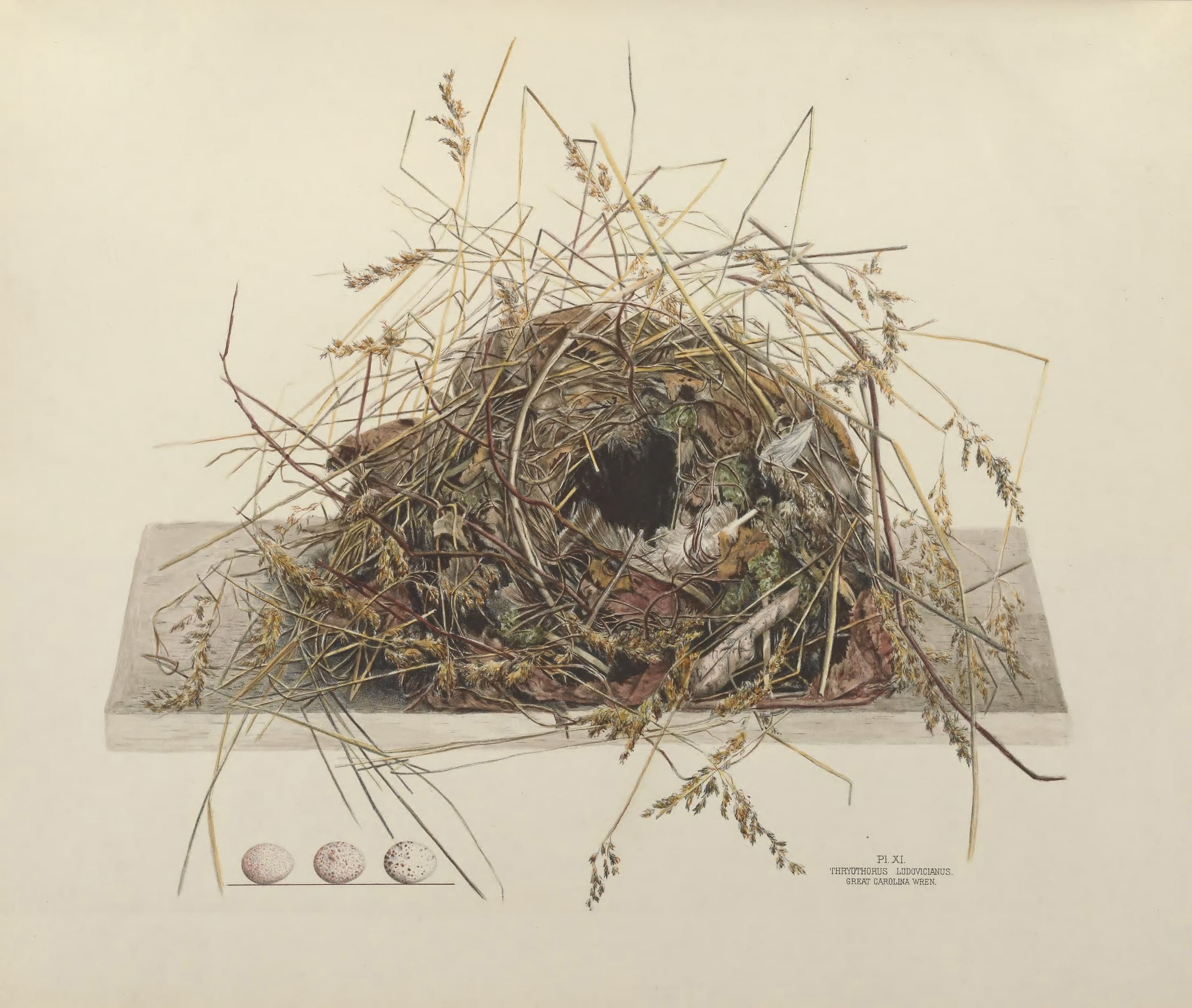 Plate 11. Great Carolina wren