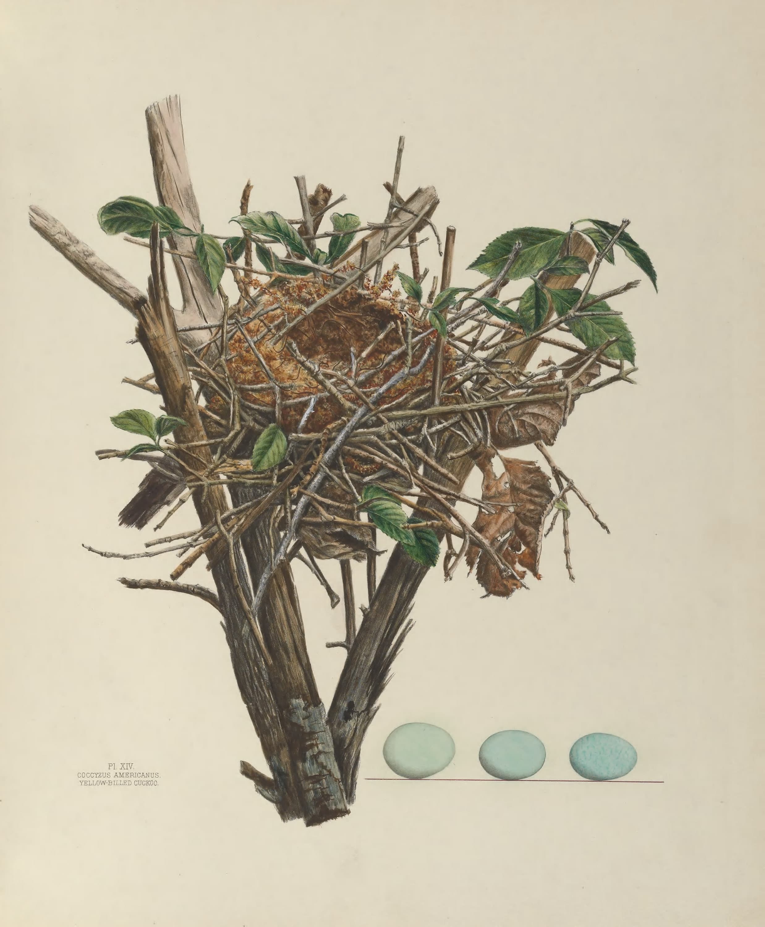 Plate 14. Yellow Billed Cuckoo