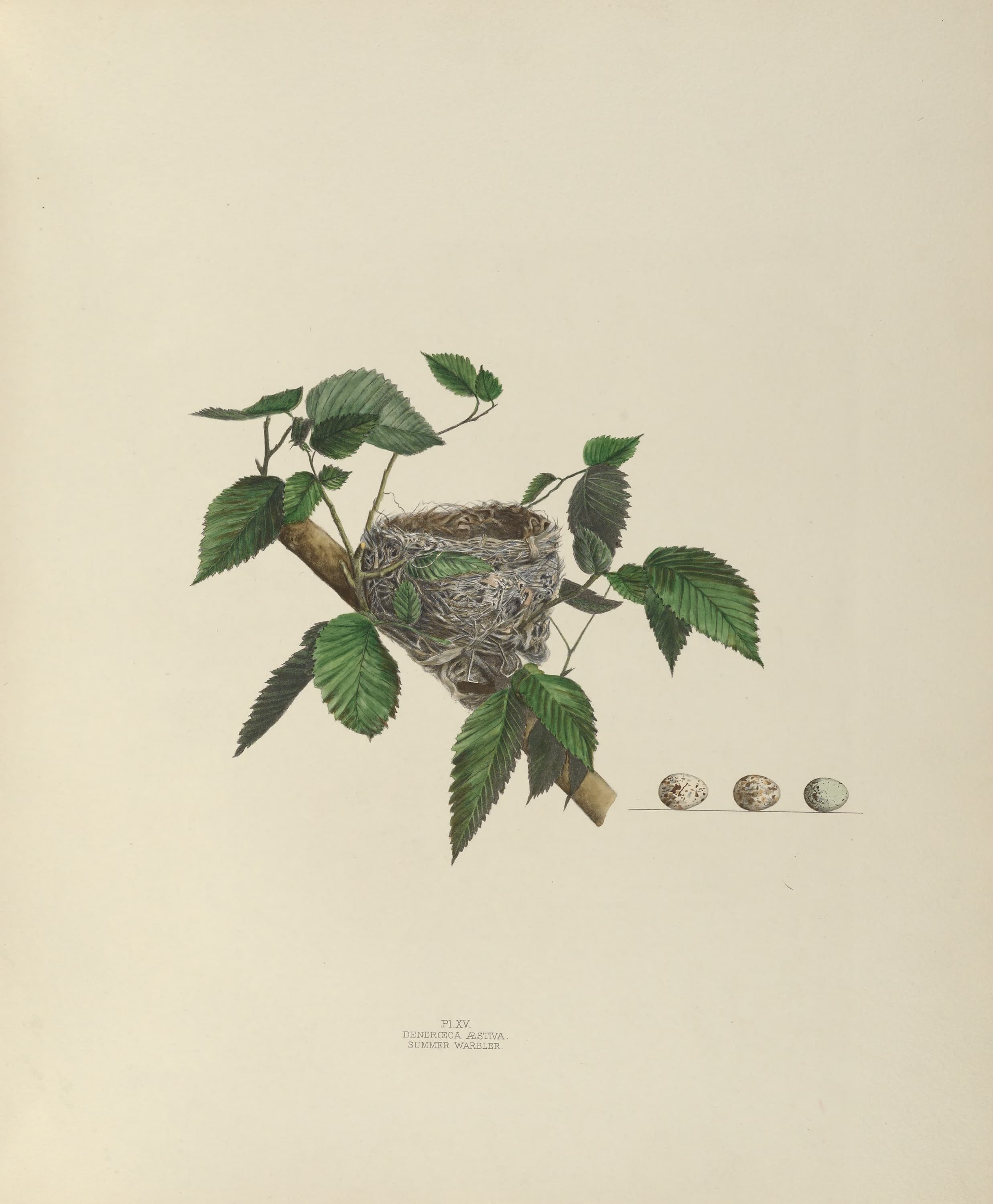 Plate 15. Summer Warbler