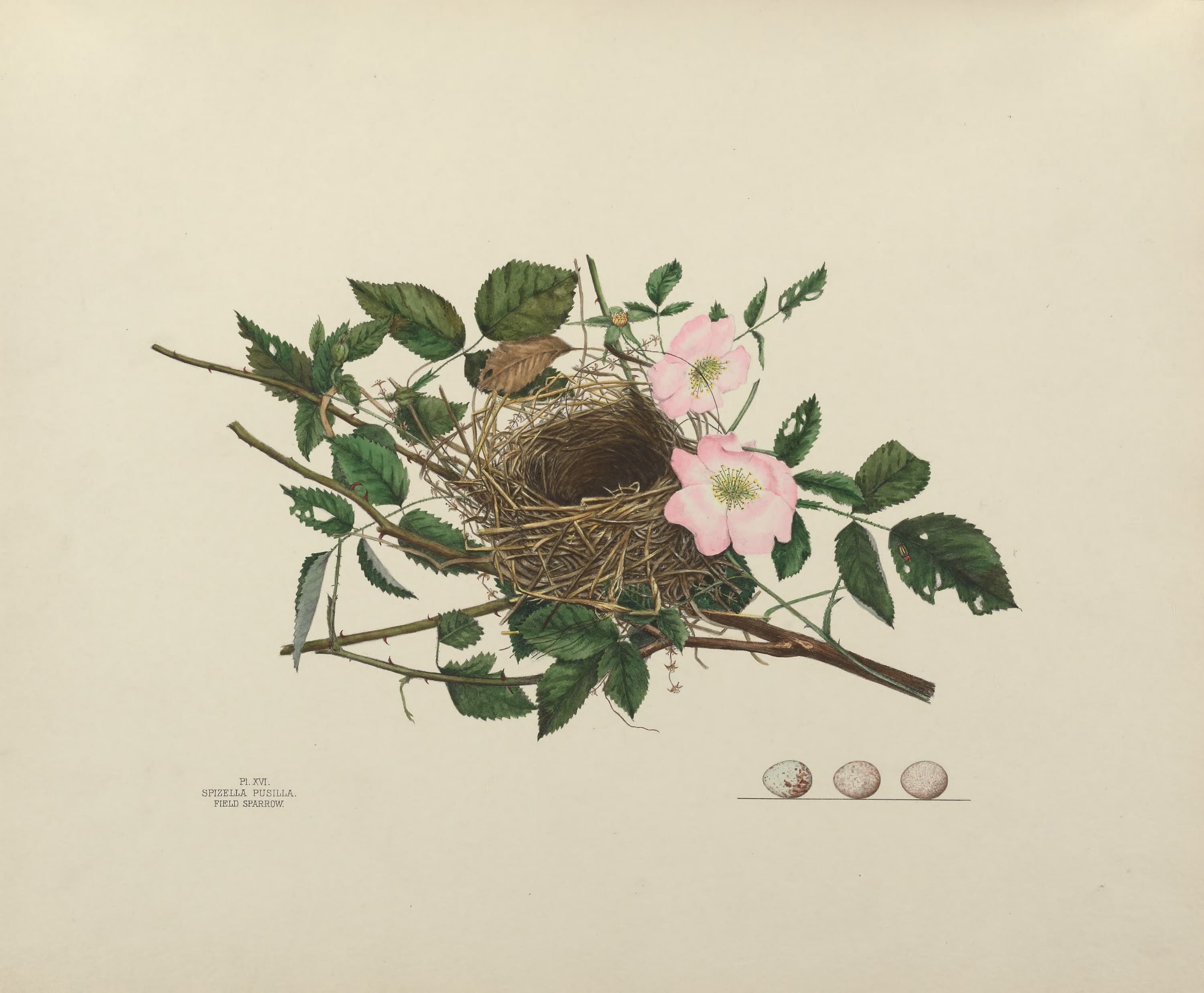 Plate 16. Field Sparrow