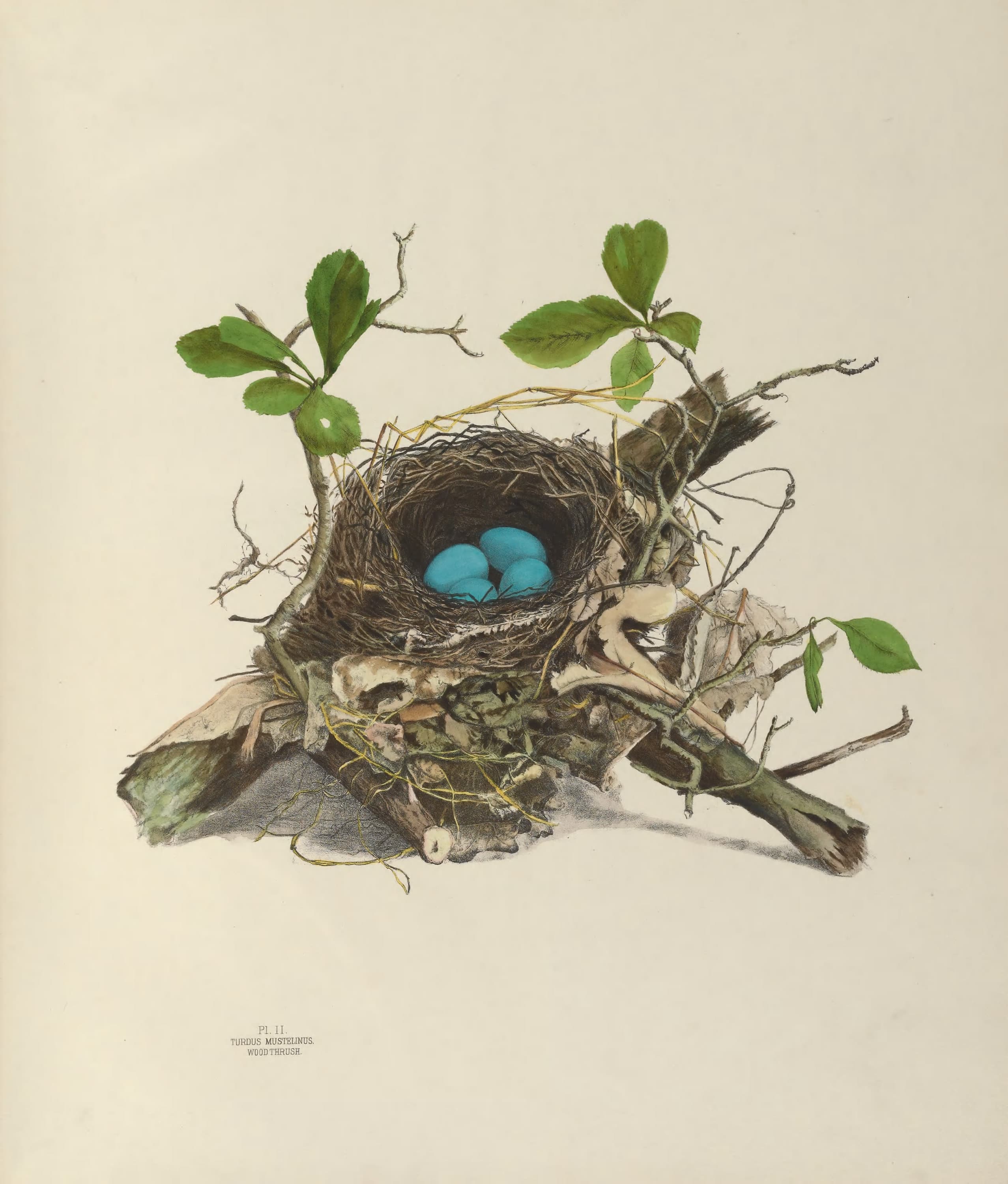 Plate 2. Wood Thrush