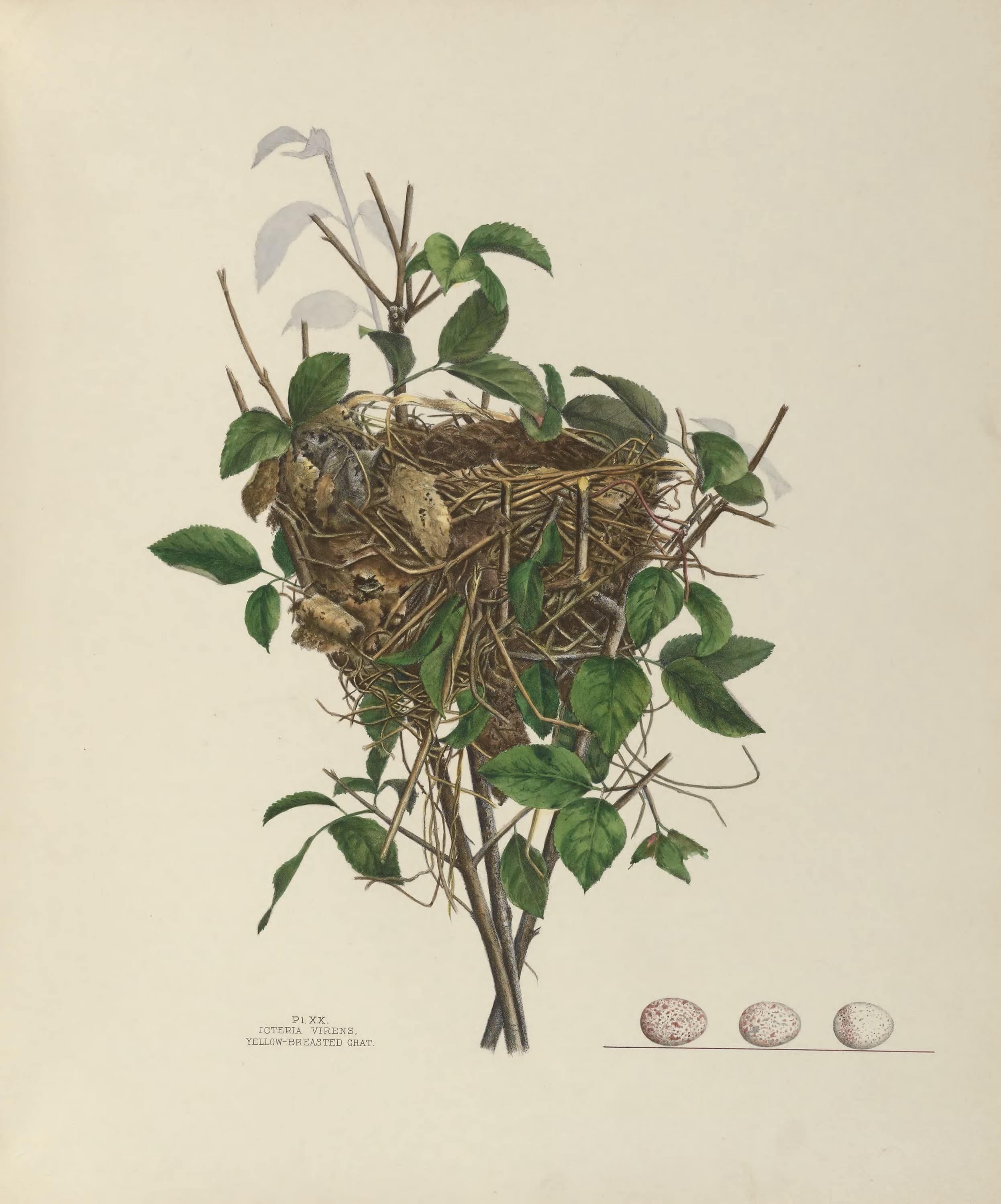Plate 20. Yellow-Breasted Chat