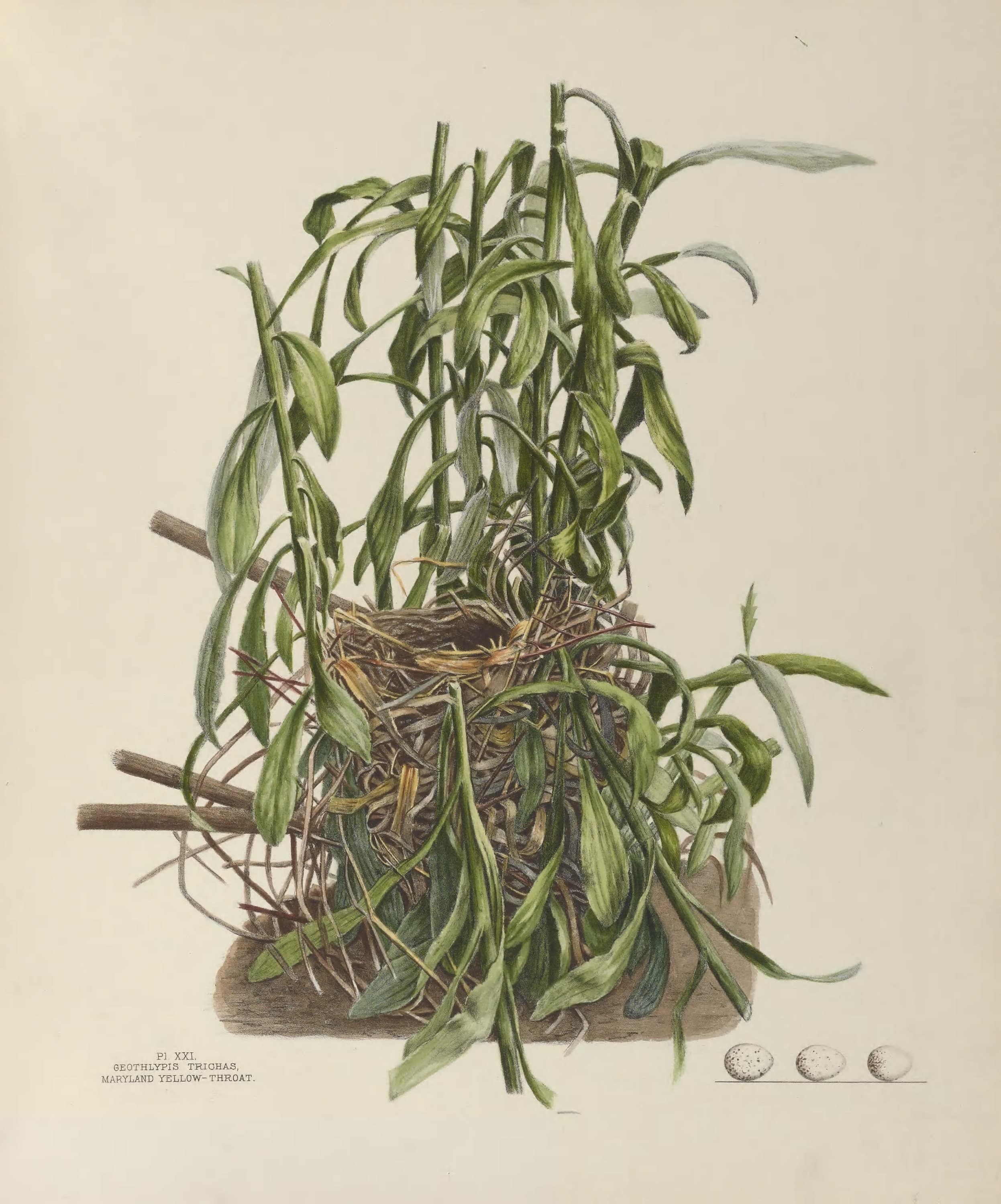 Plate 21. Maryland Yellow-Throat