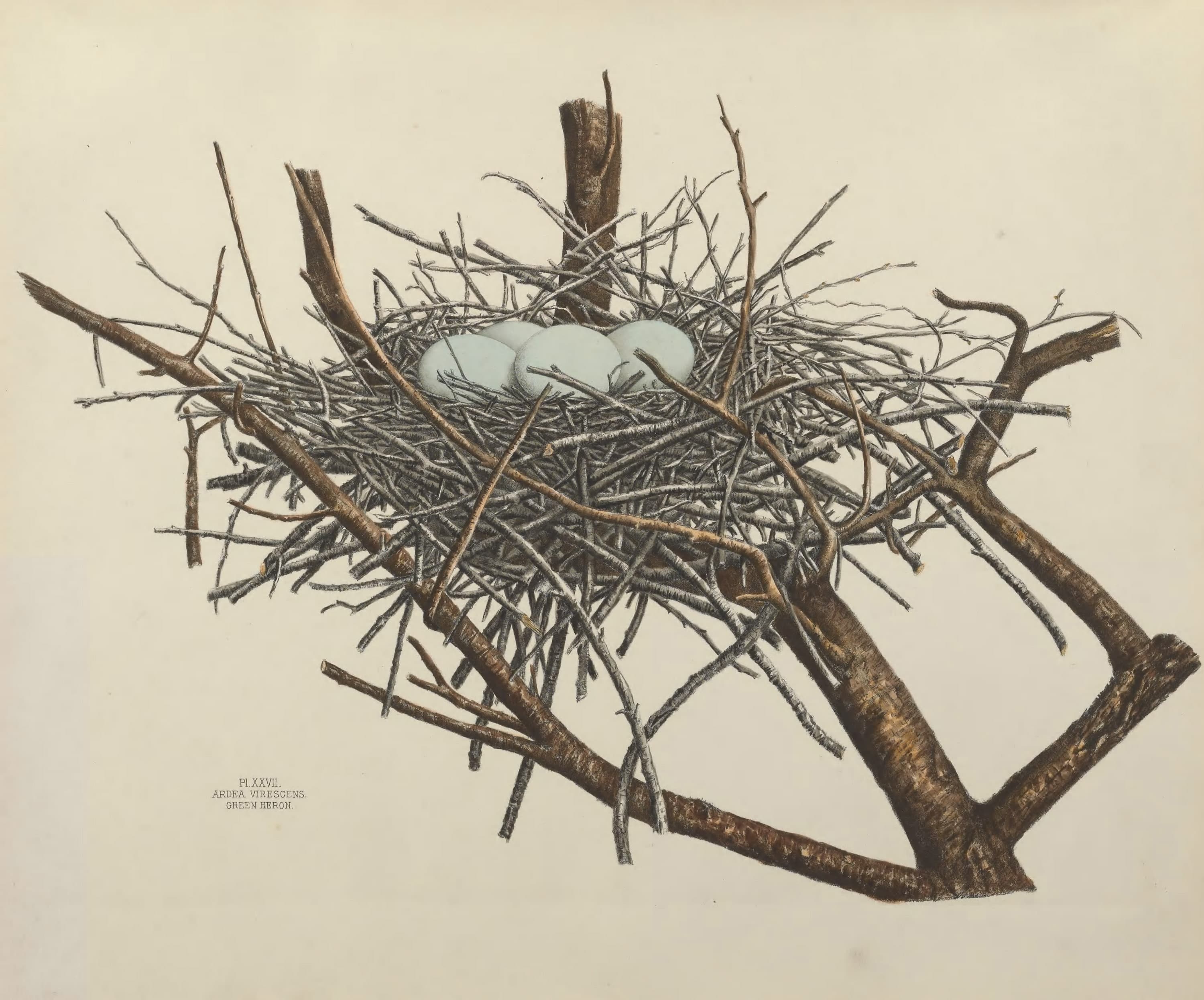 Plate 27. Green Heron