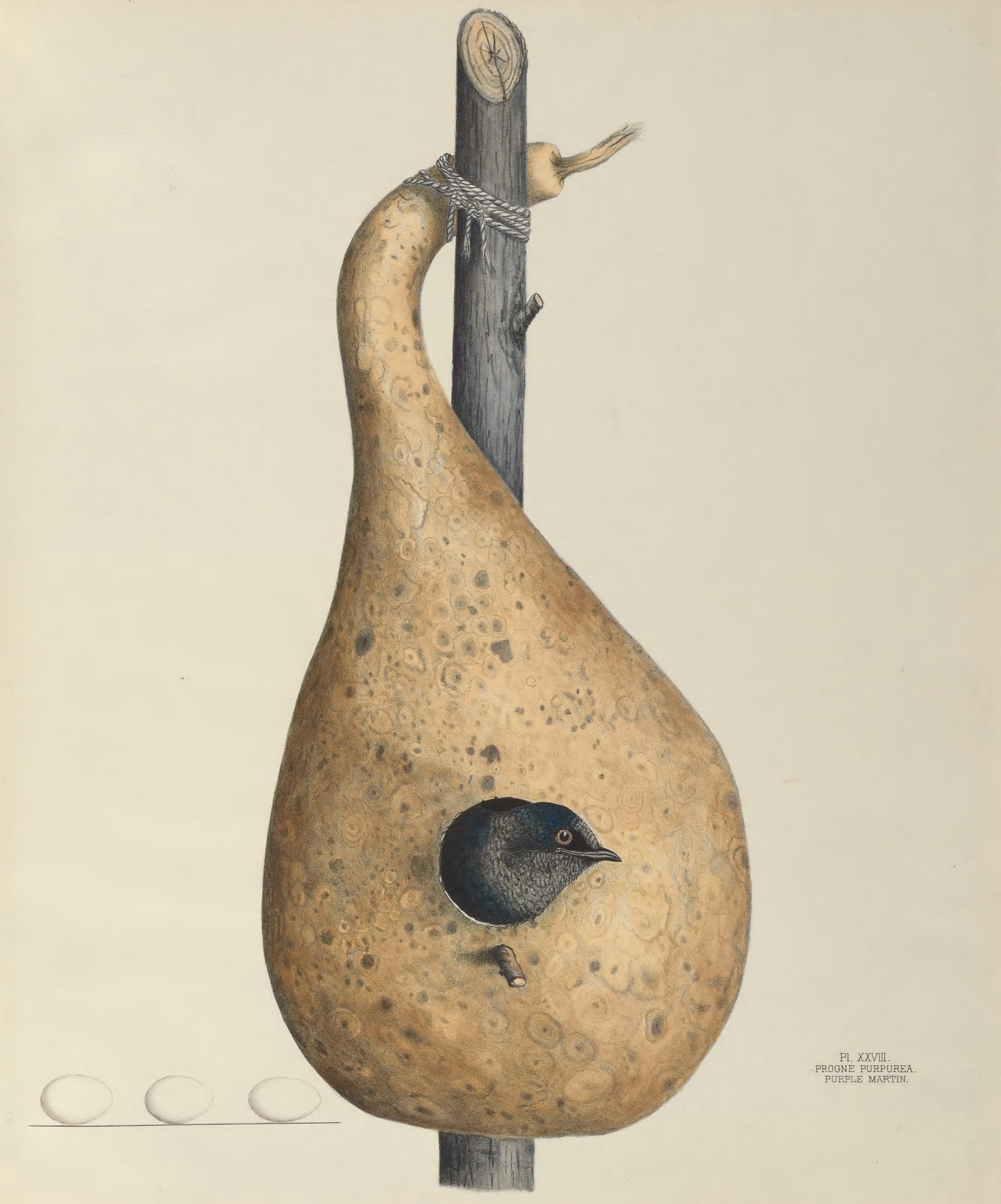 Plate 28. Purple Martin