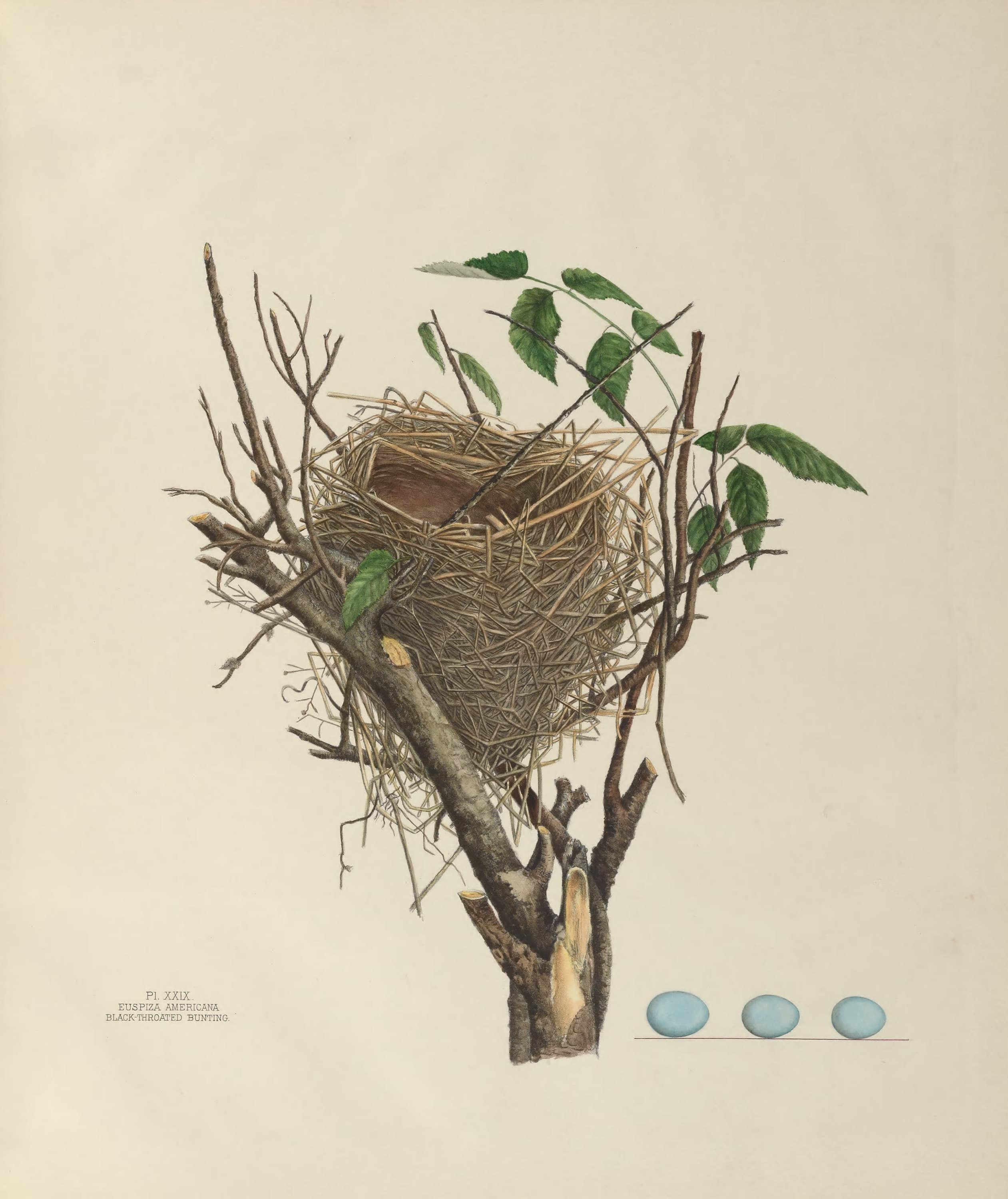 Plate 29. Black-Throated Bunting