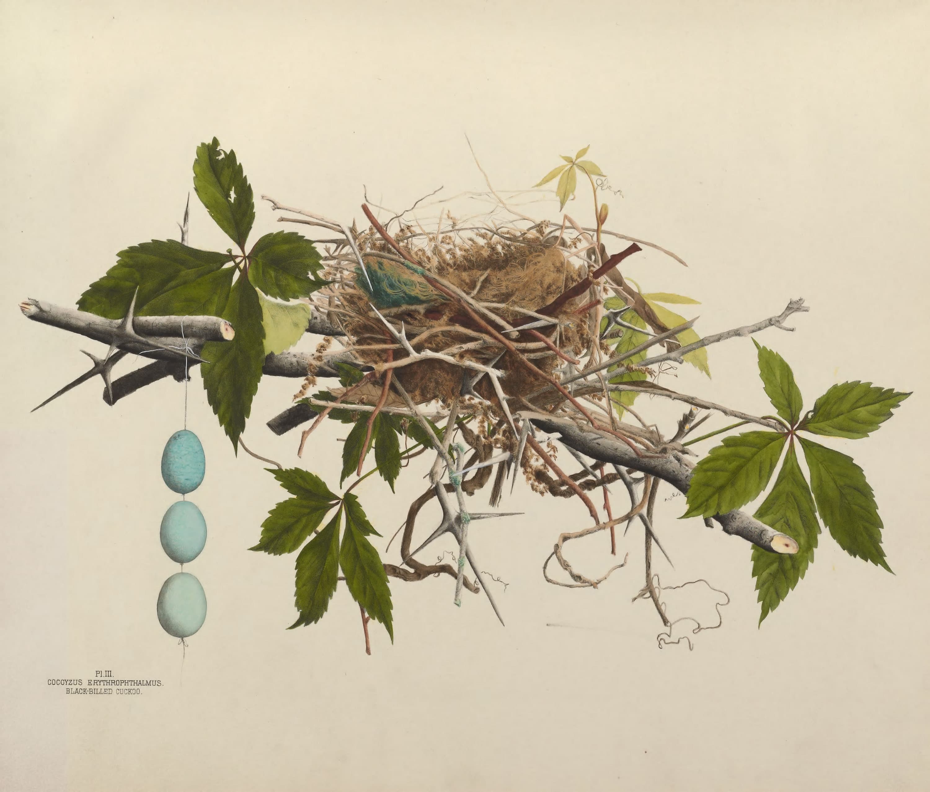 Plate 3. Black-Billed Cuckoo