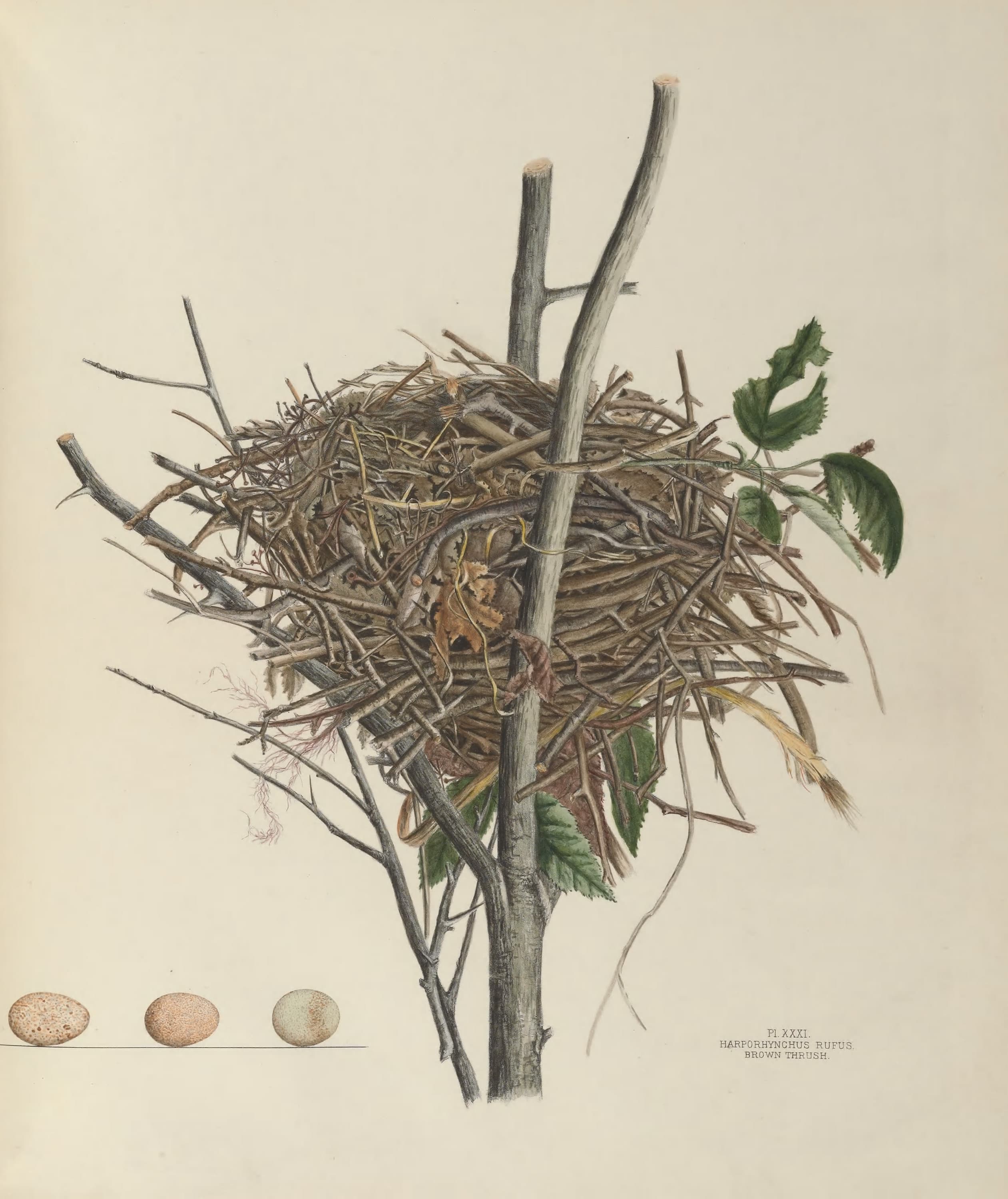 Plate 31. Brown Thrush