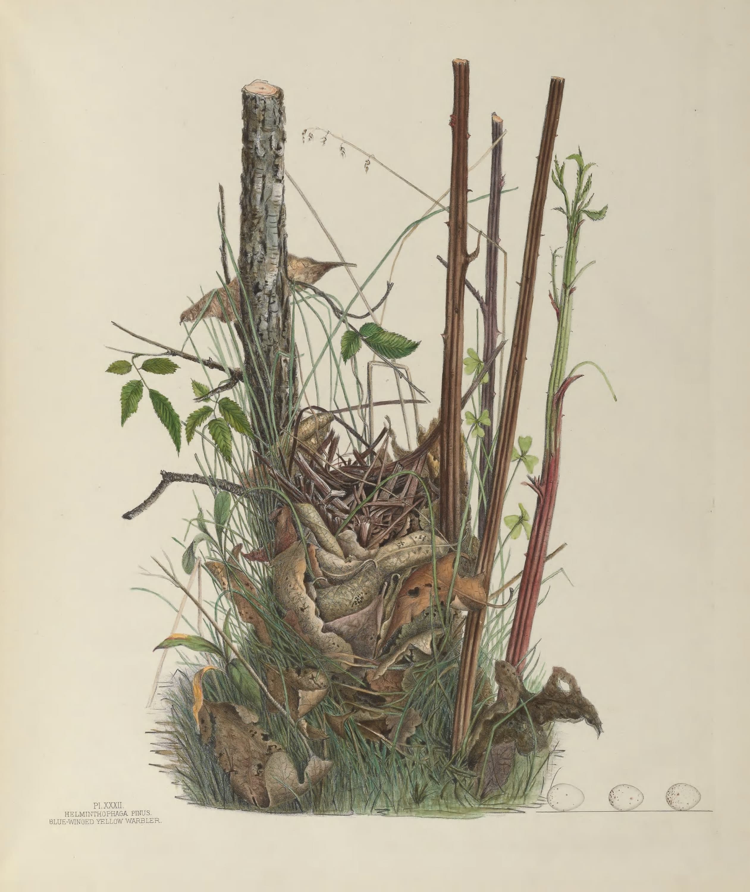 Plate 32. Blue-Winged Yellow Warbler