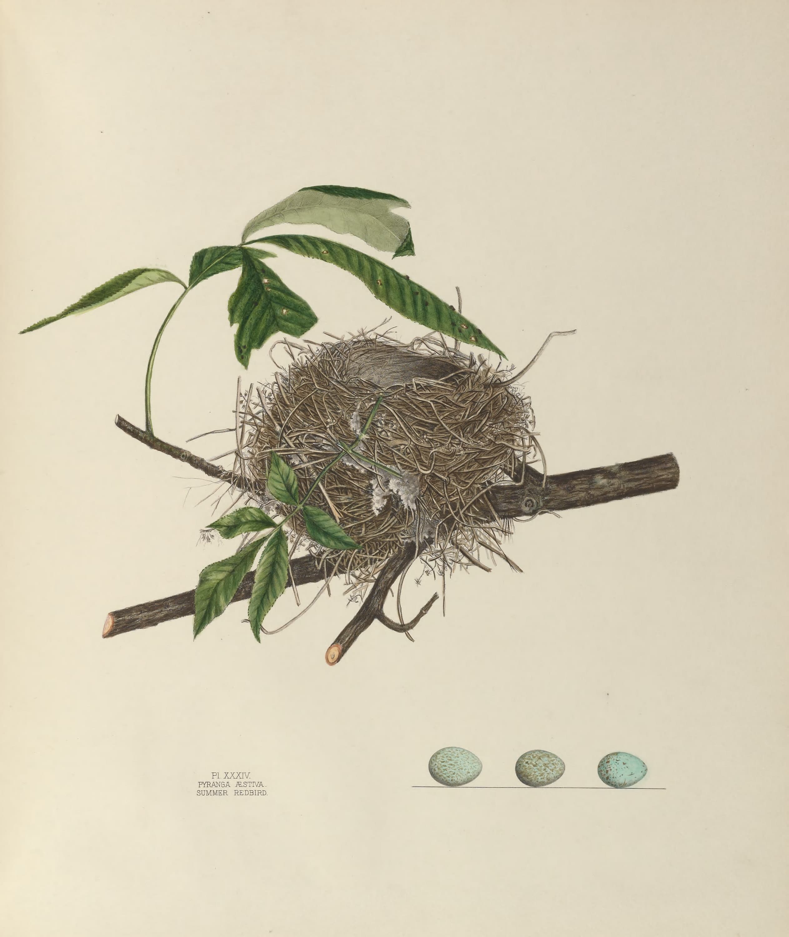 Plate 34. Summer Redbird