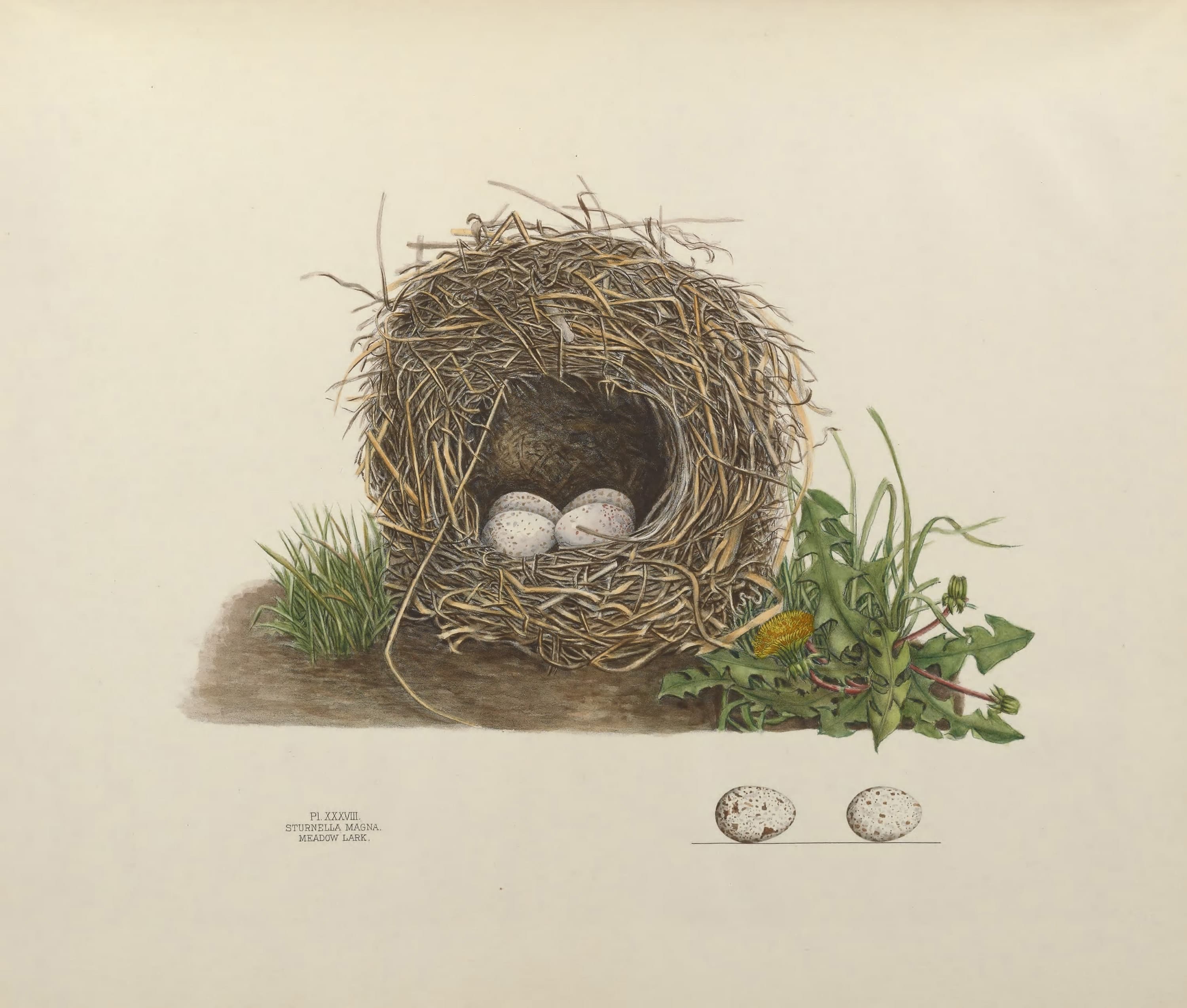 Plate 38. Meadow Lark