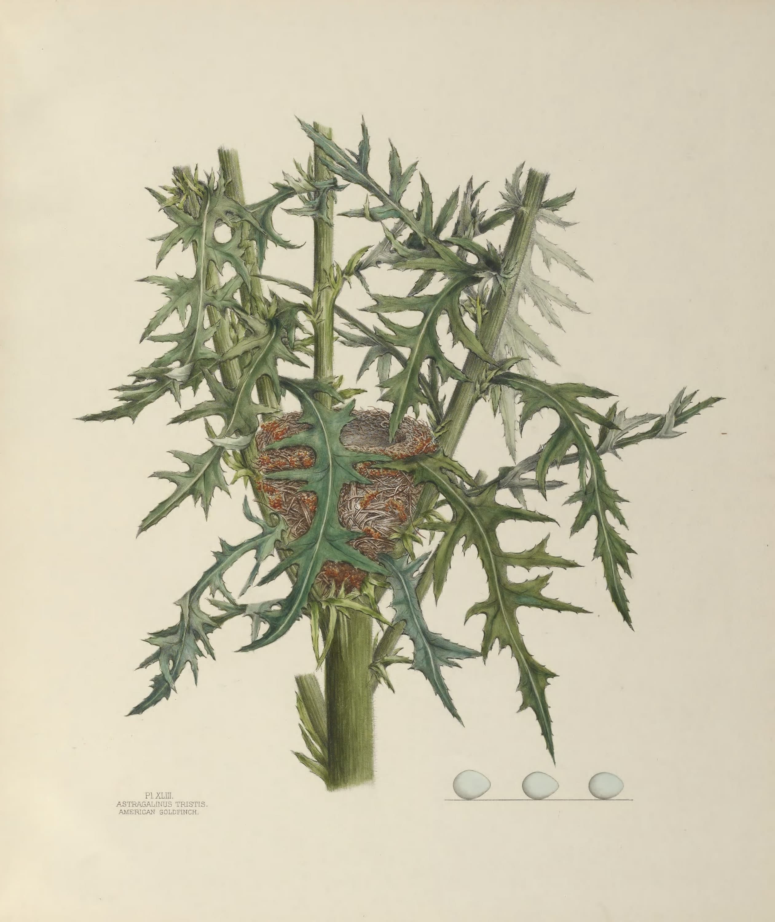 Plate 43. American Goldfinch