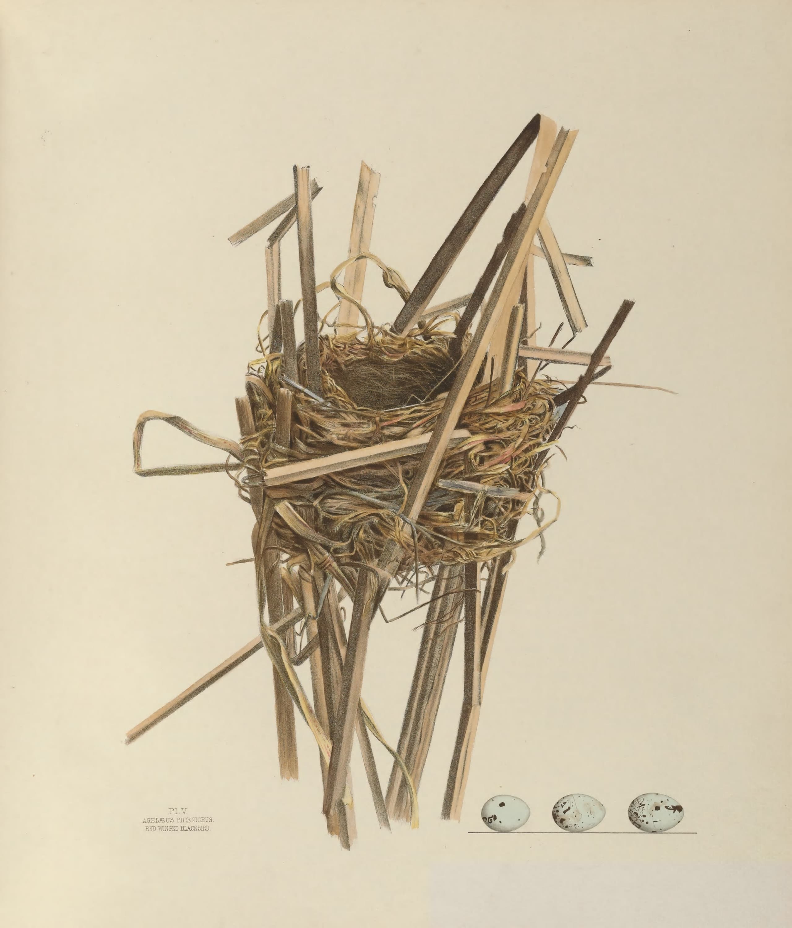 Plate 5. Red-Winged Blackbird