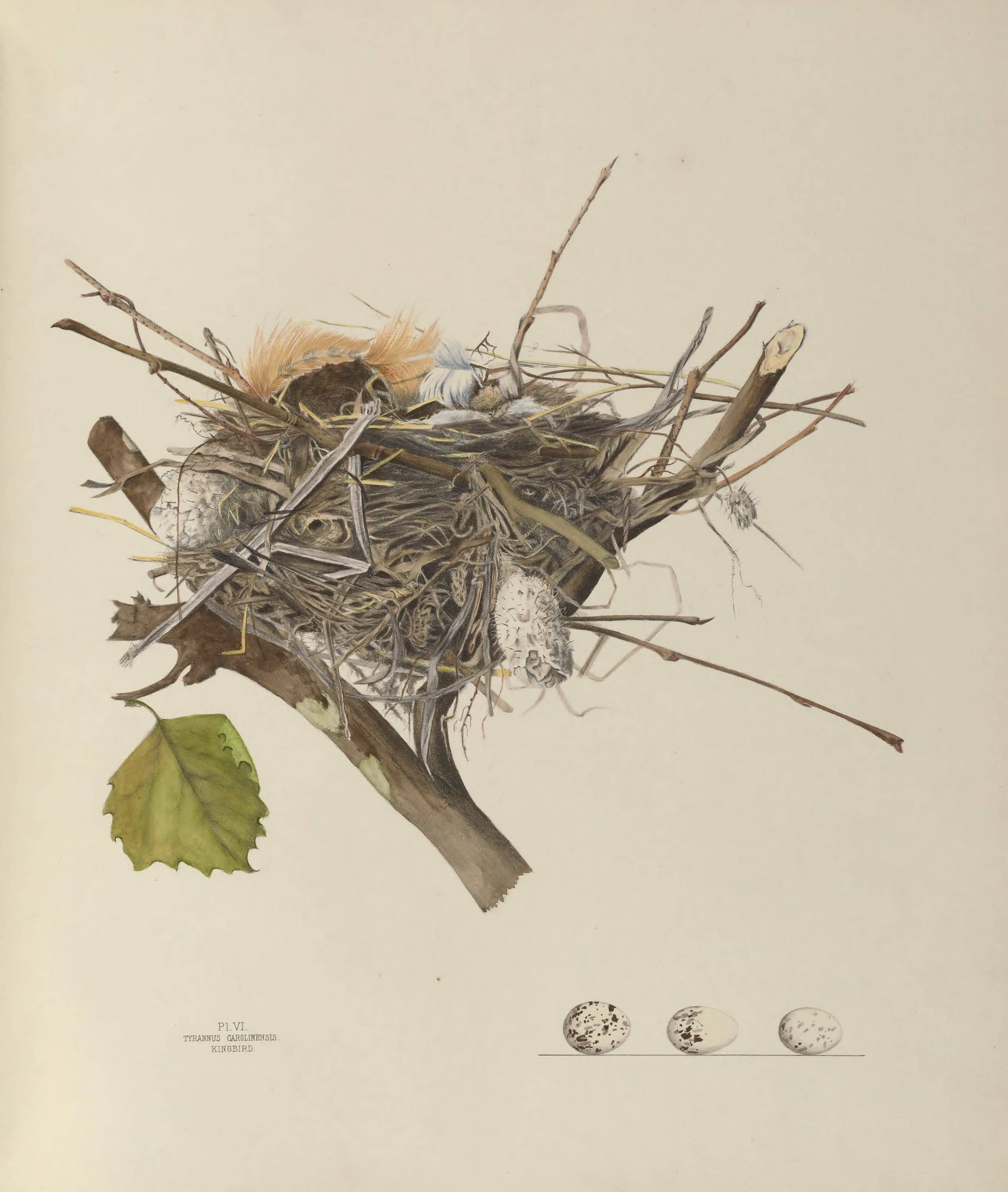 Plate 6. Kingbird