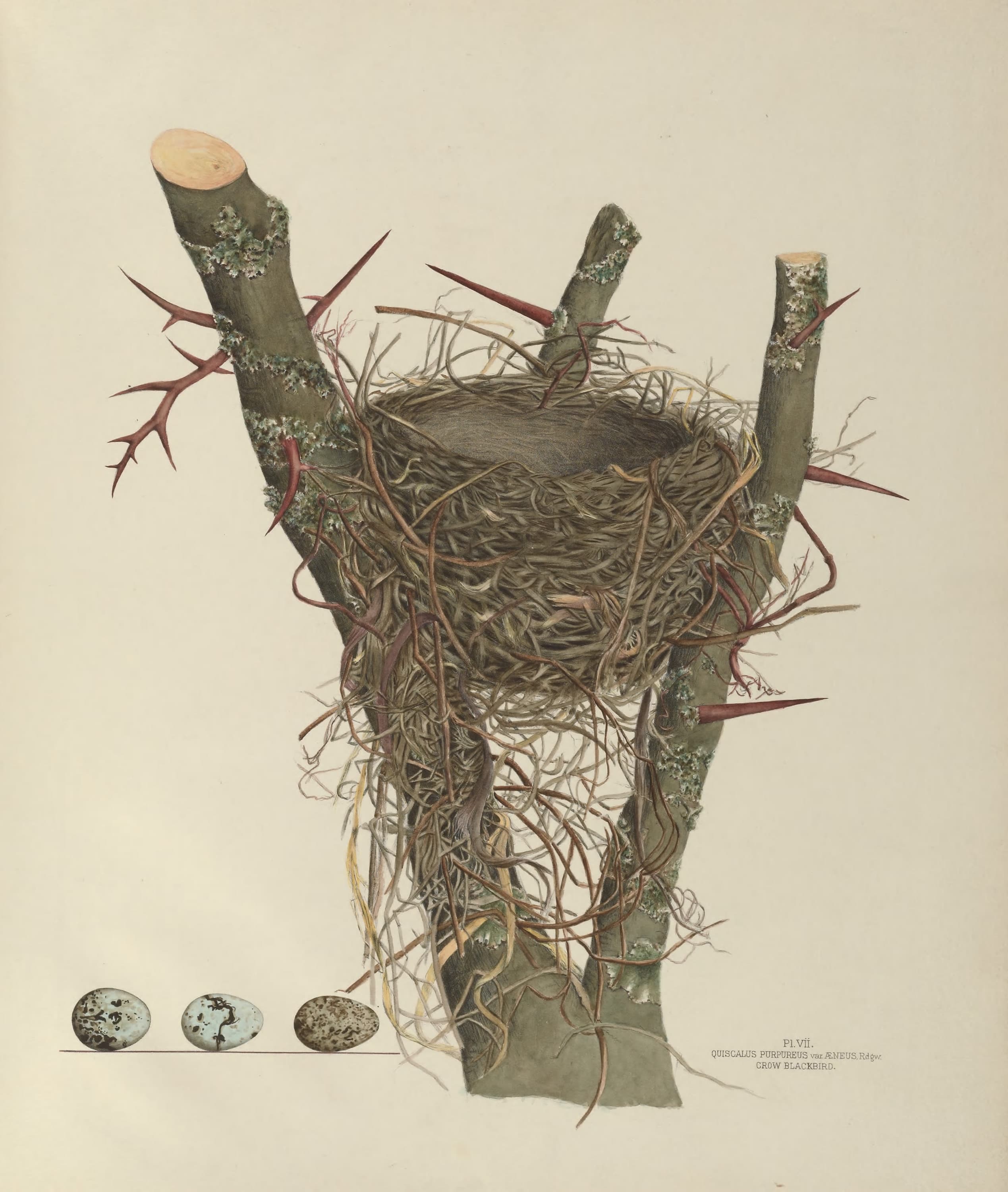 Plate 7. Crow Blackbird