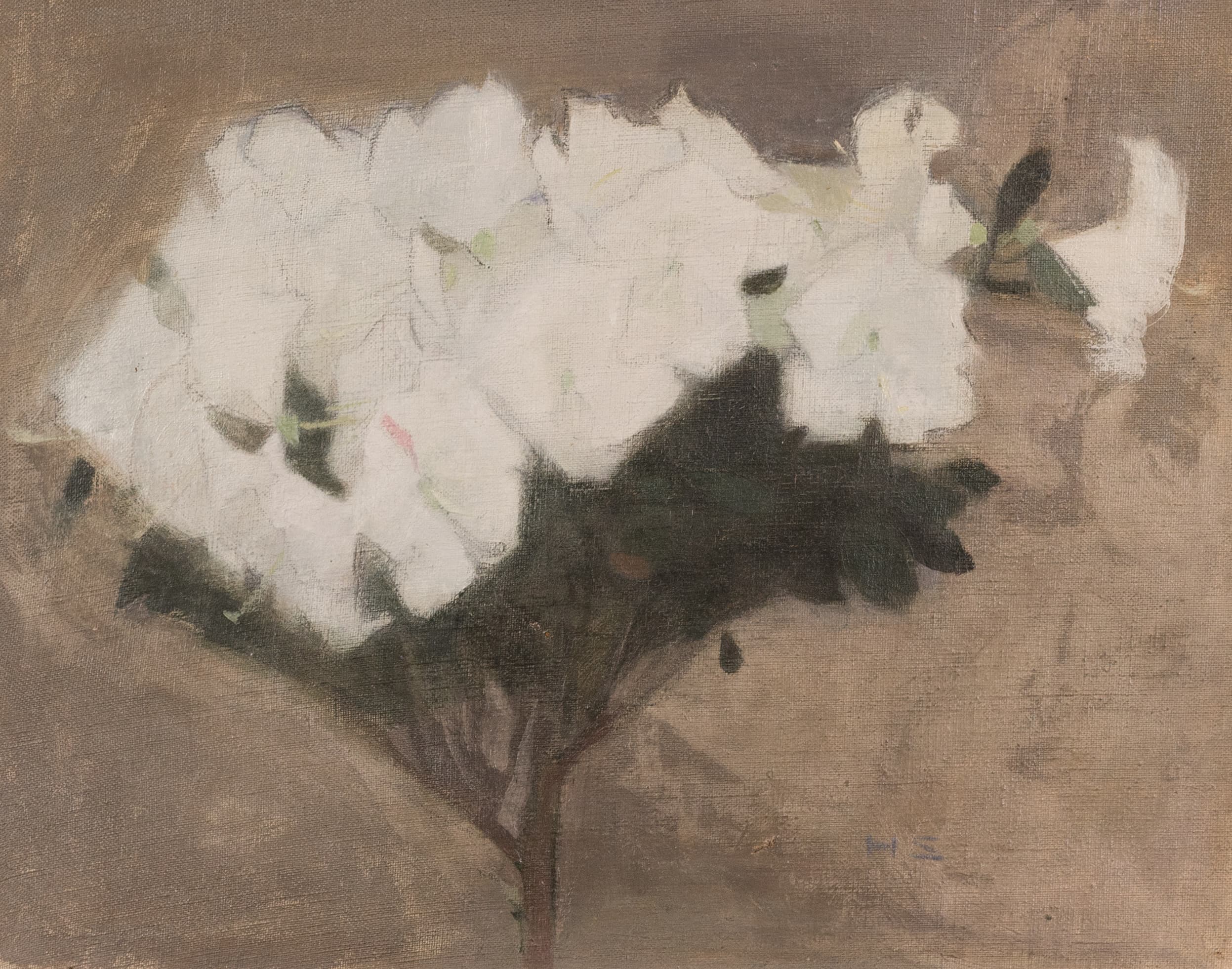 Azaleas