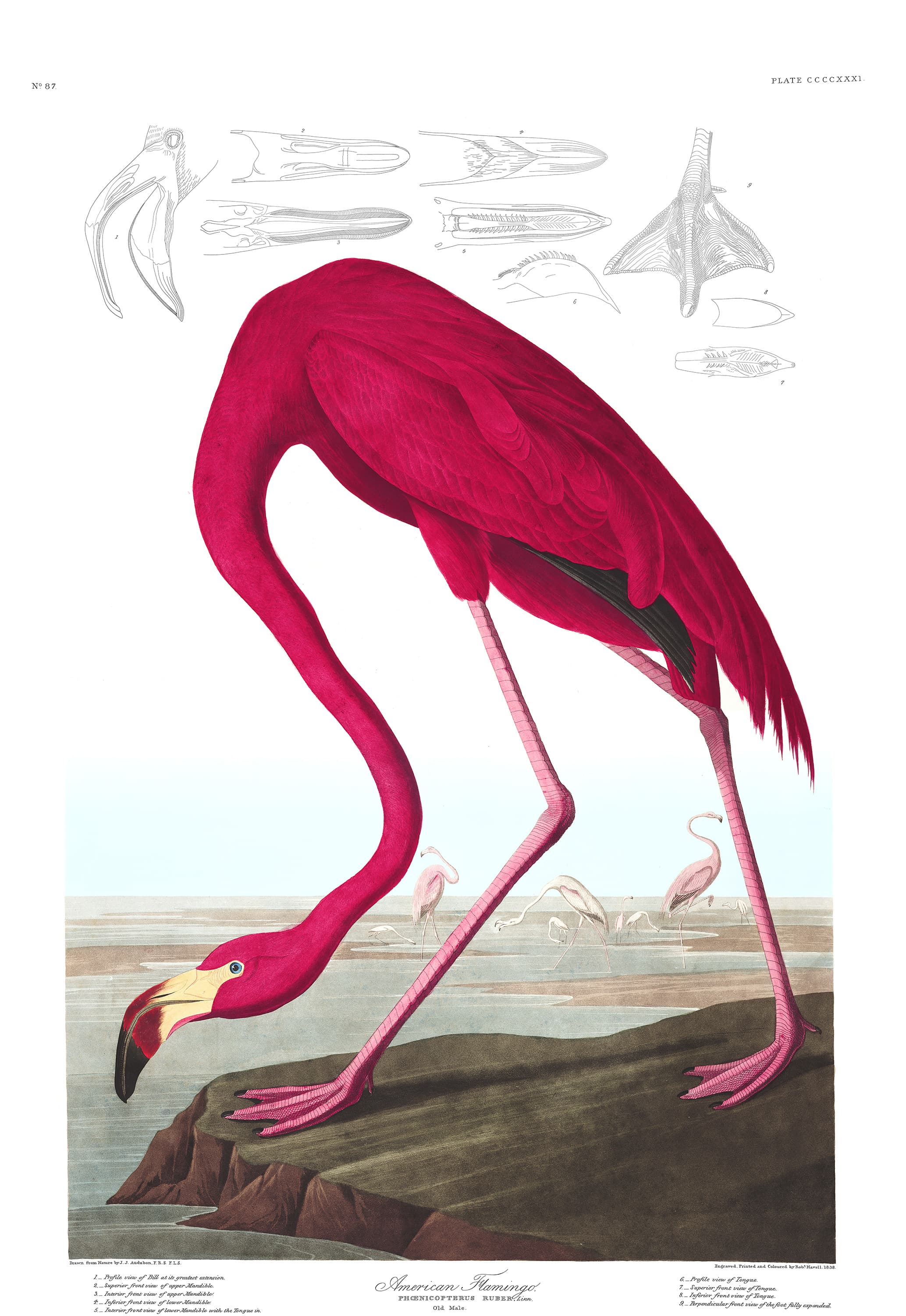 American Flamingo