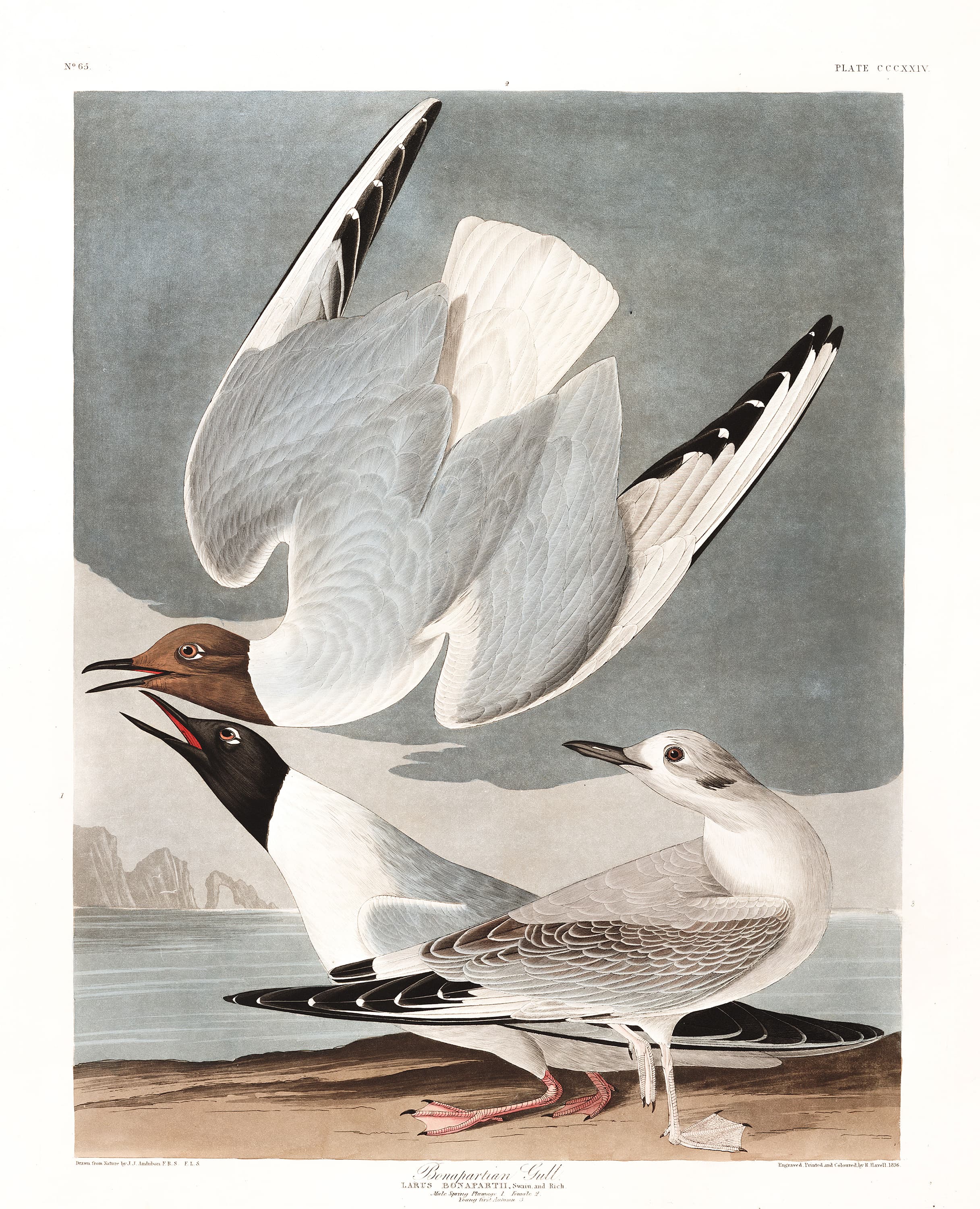 Bonapartian Gull