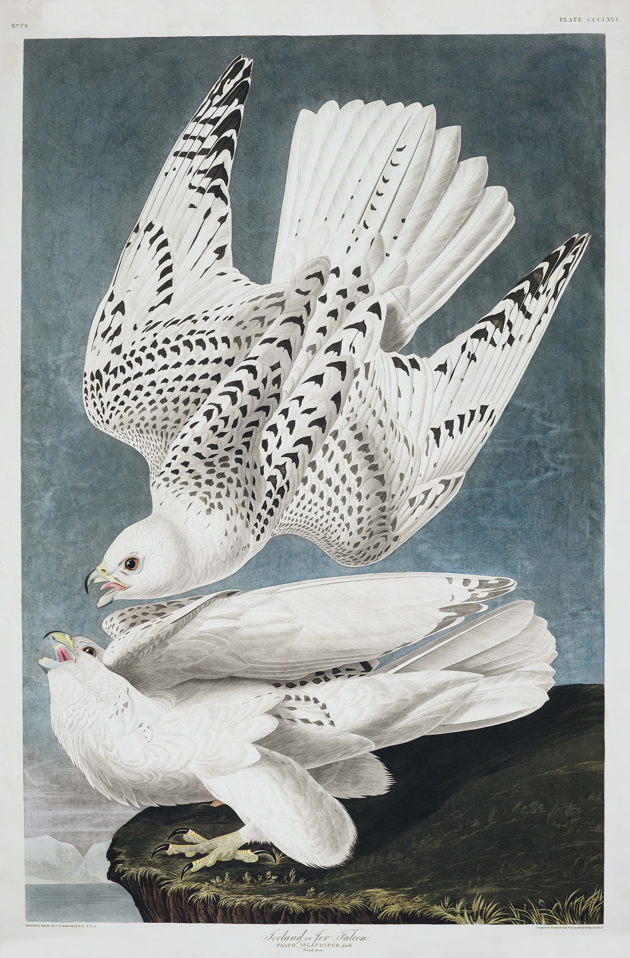 Iceland, or Jer Falcon