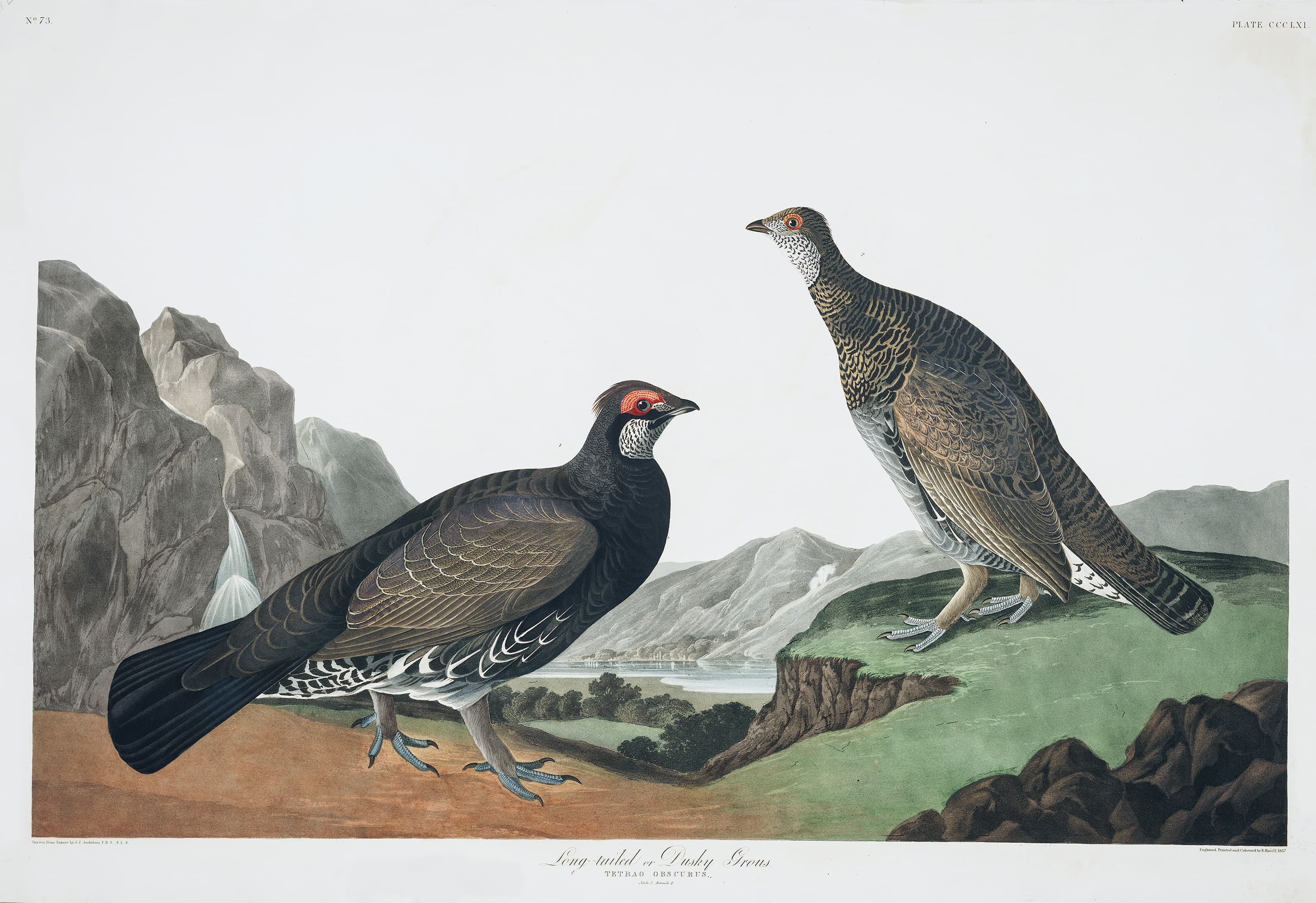 Long-tailed, or Dusky Grous