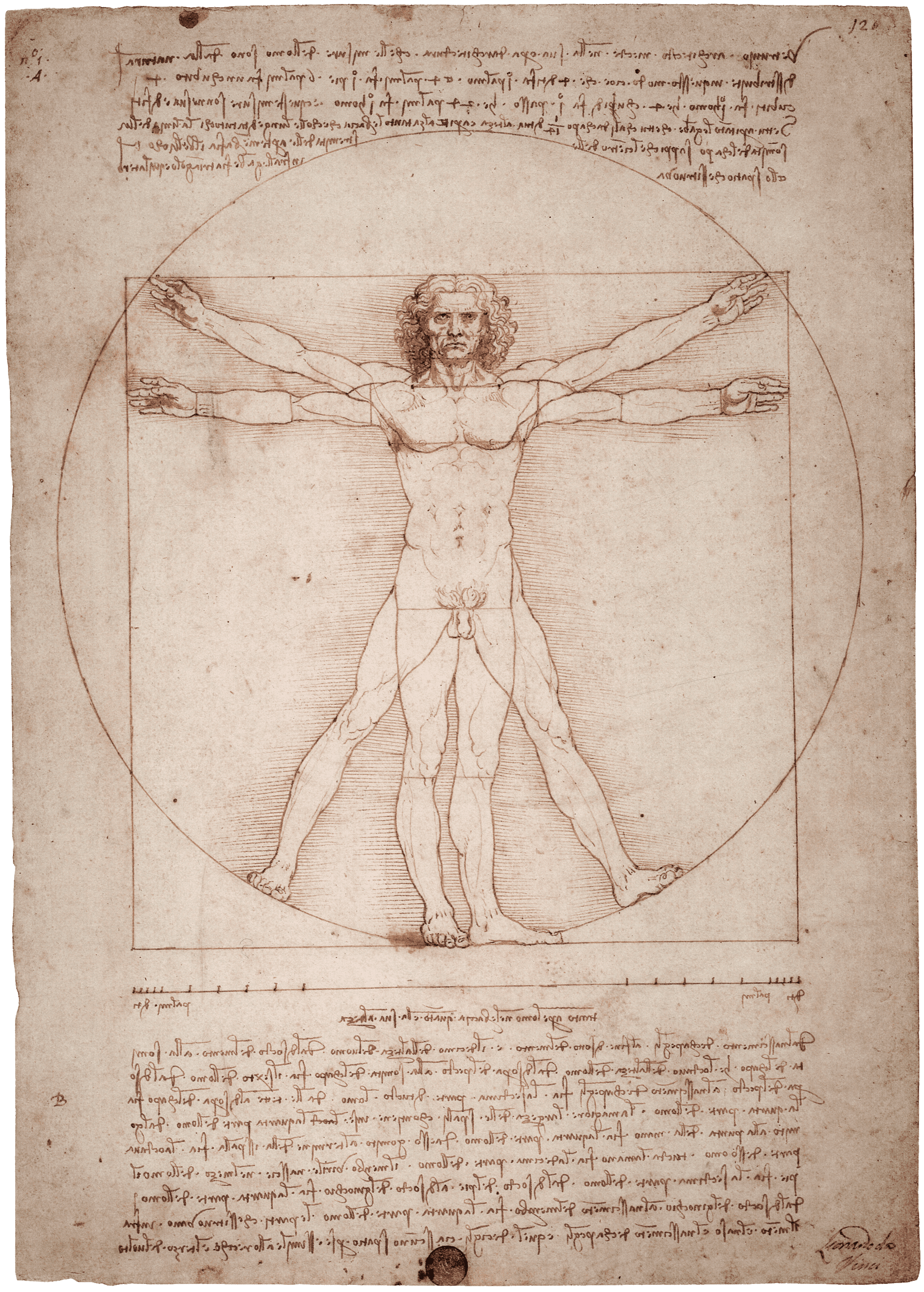 The Vitruvian Man