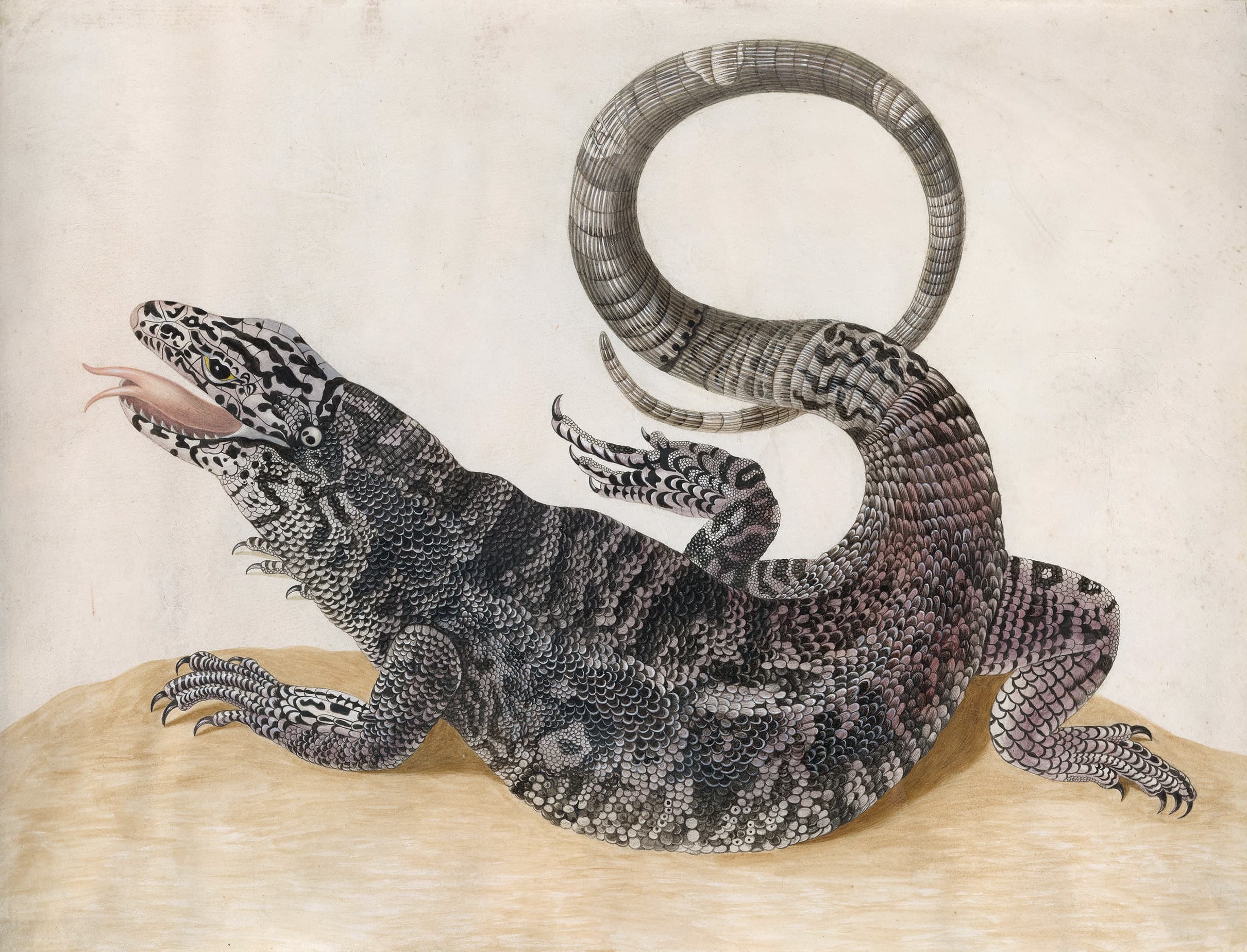 Black Tegu Lizard