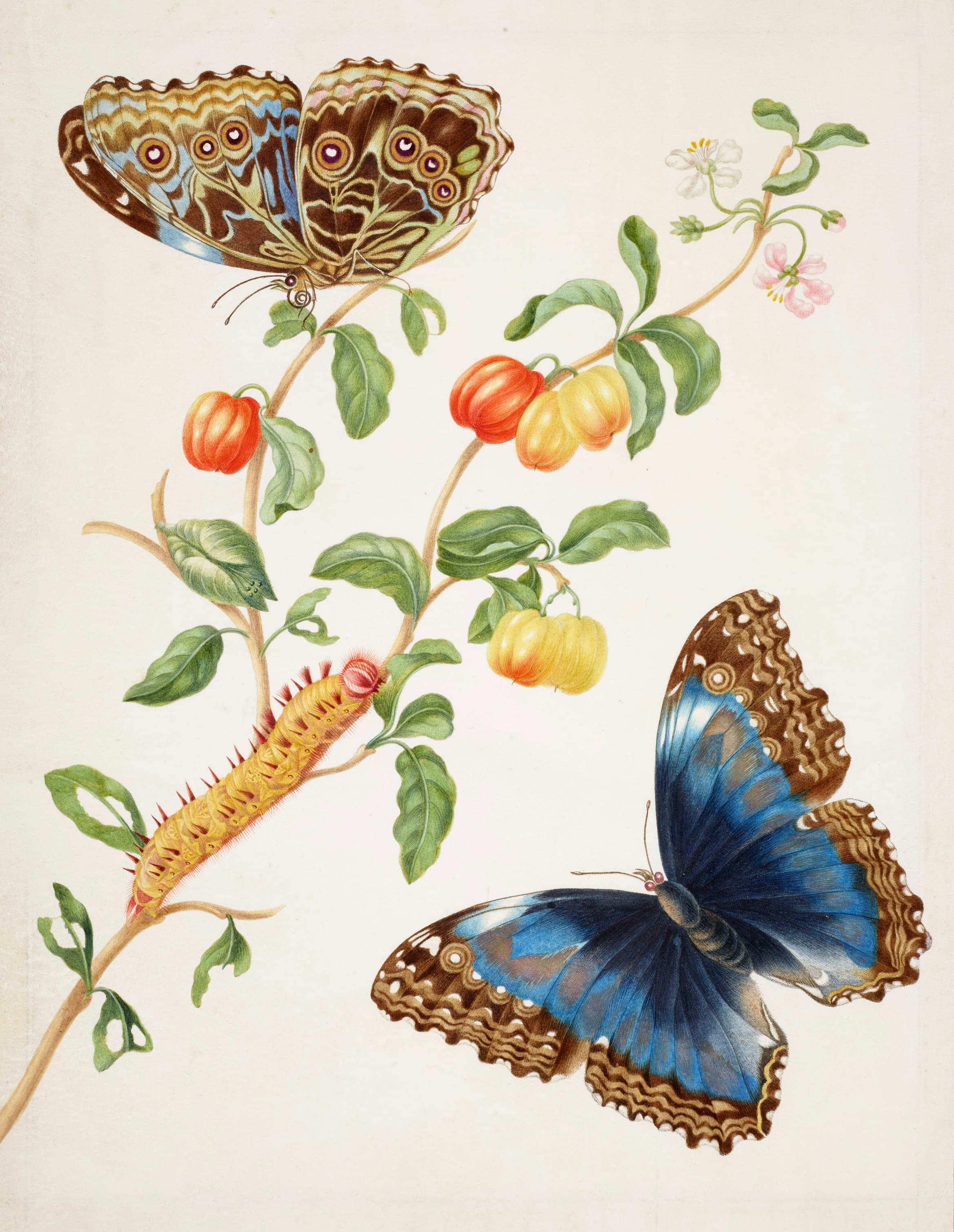 Branch of West Indian Cherry with Achilles Morpho Butterfly