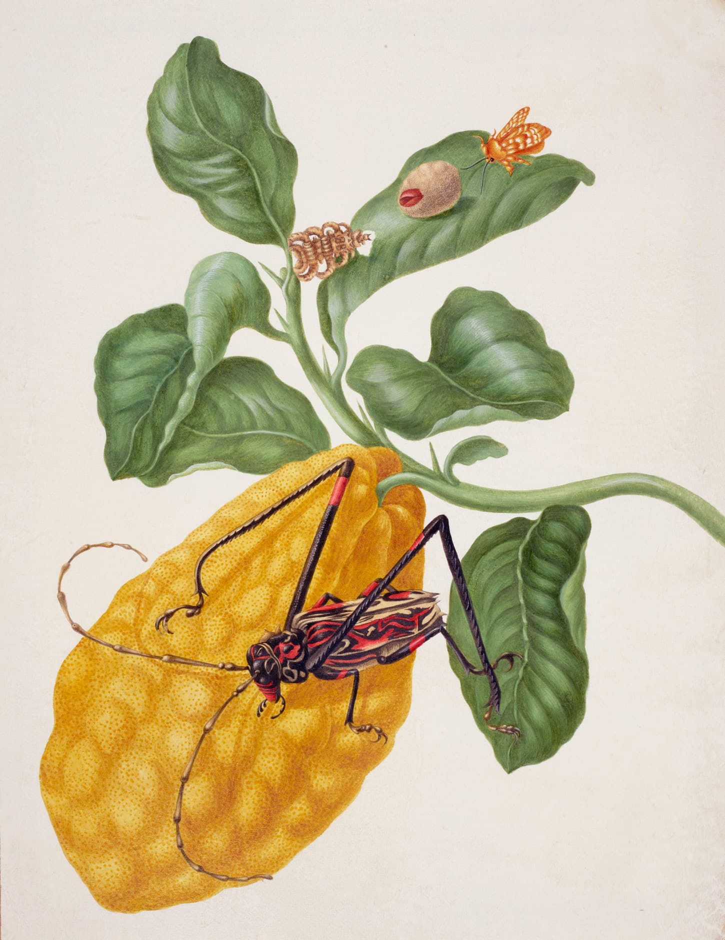 Citron with Monkey Slug Moth and Harlequin Beetle