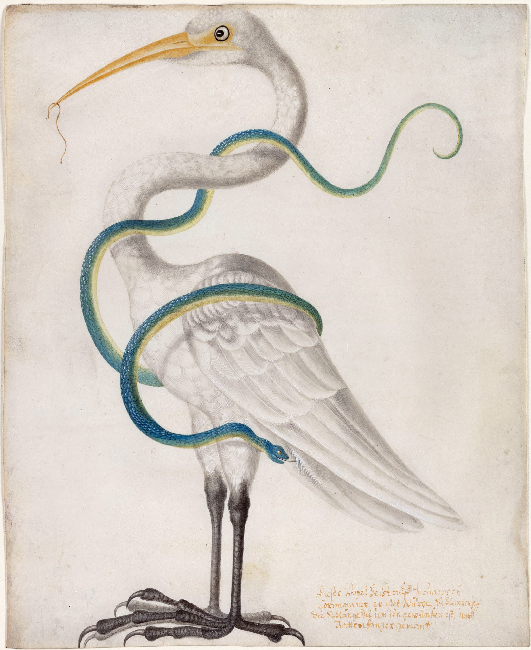 Heron Encircled by a Snake