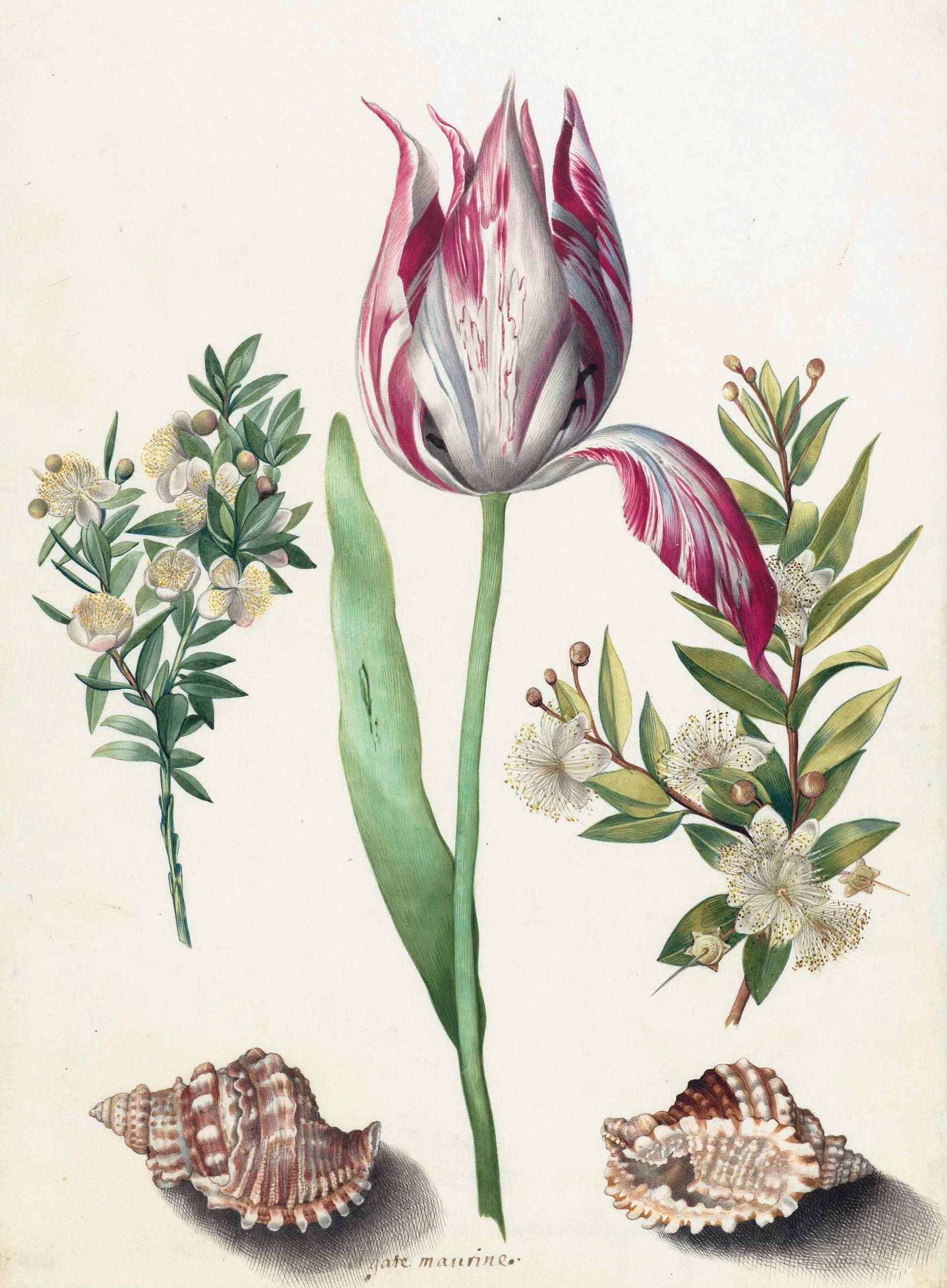 Tulip, two Branches of Myrtle and two Shells
