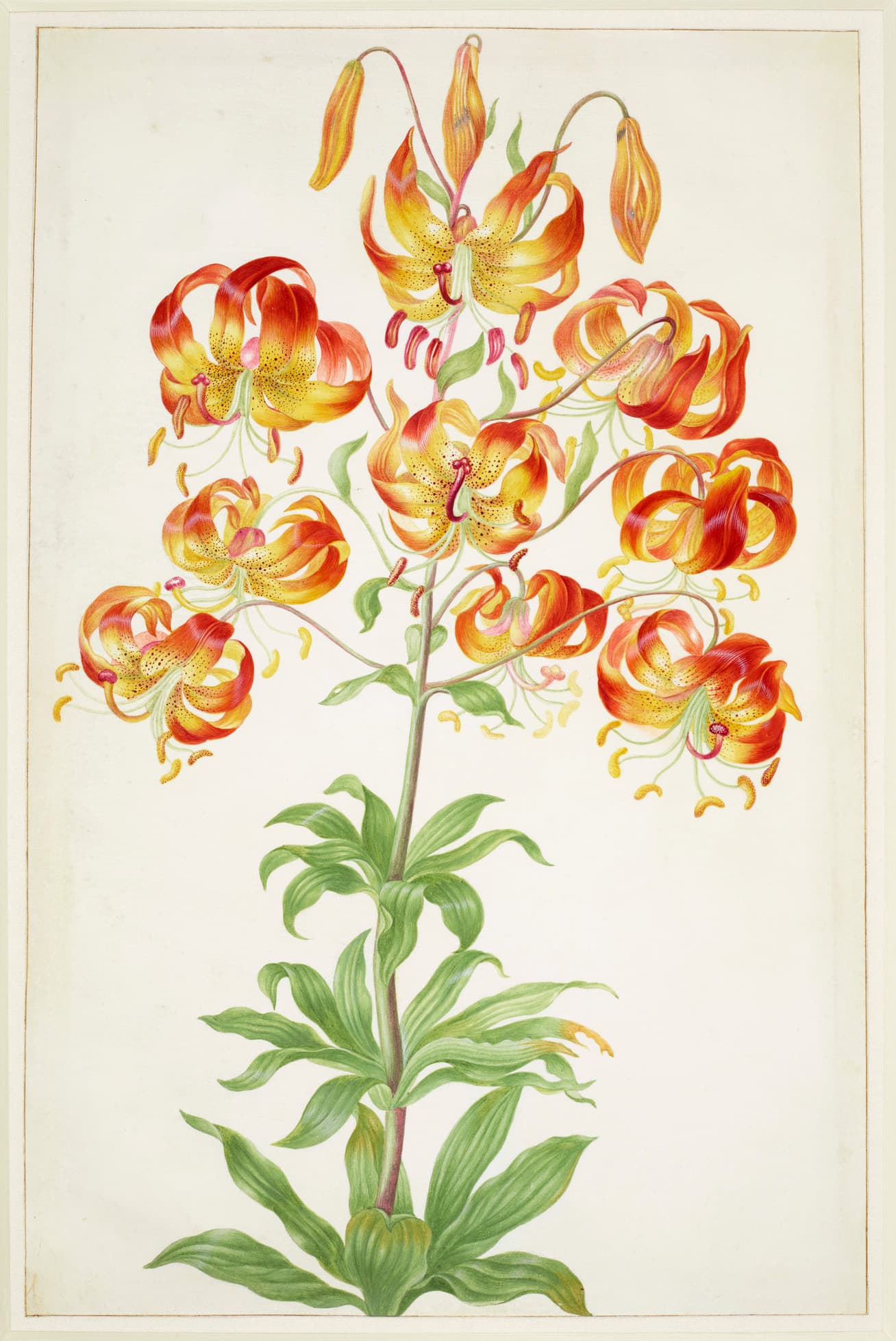 Turk's Cap Lily
