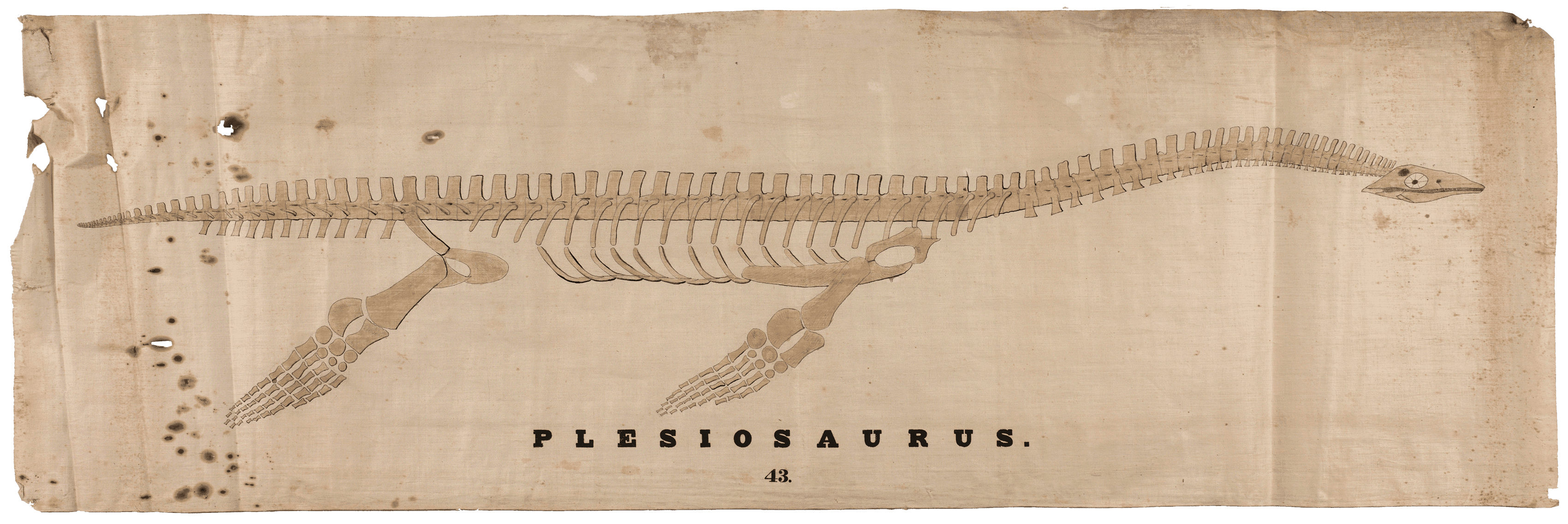 Plesiosaurus Skeleton