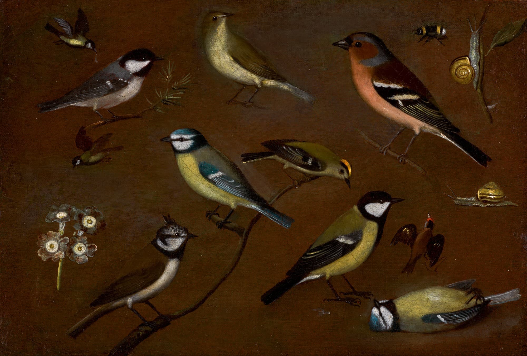 Still life of Birds